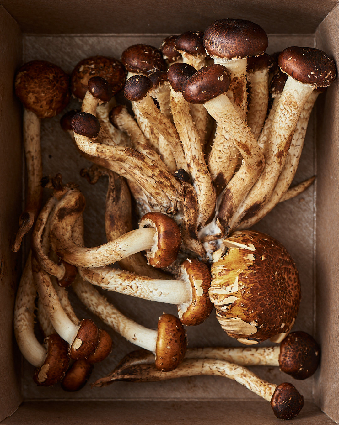 A food photography chestnut mushrooms in a carton box, made by Kata Endrodi, a food photographer in Montreal