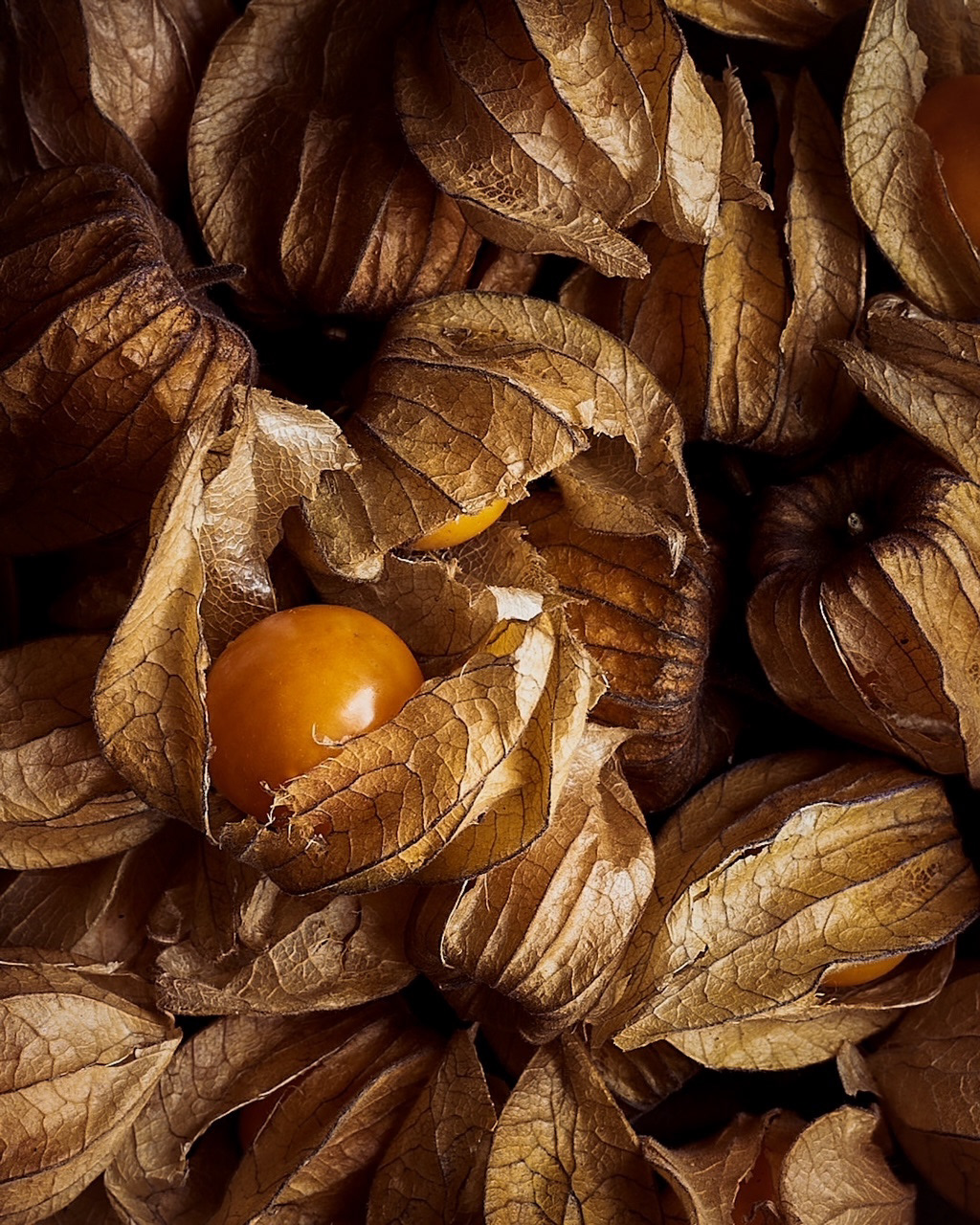 A food photography ground cherry portrait, made by Kata Endrodi, a food and product photographer in Montreal
