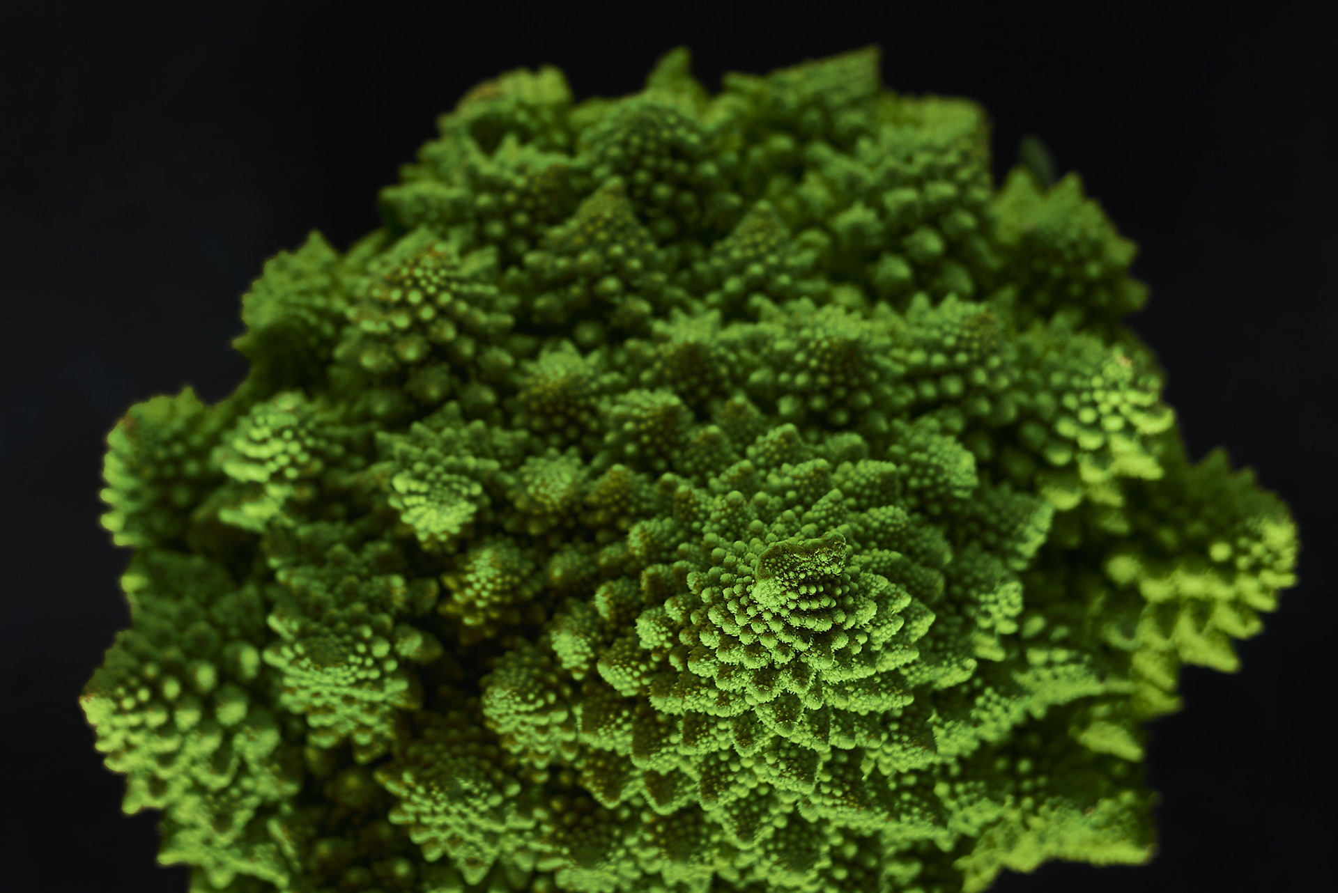 A food photography broccoflower close up, made by Kata Endrodi, a food photographer in Montreal