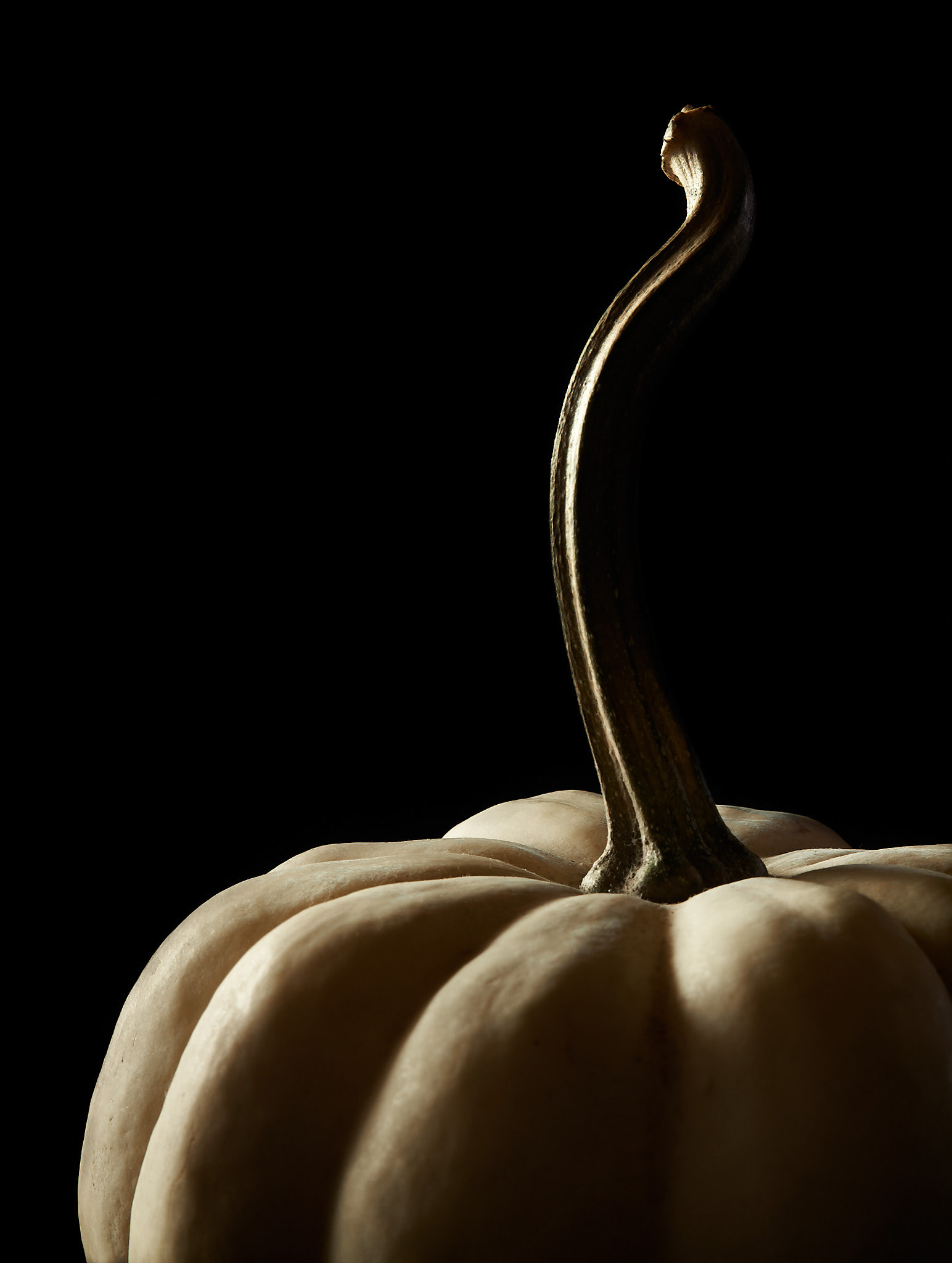 A food photography mini pumpkin image with its stem in focus , made by Kata Endrodi, a food photographer in Montreal
