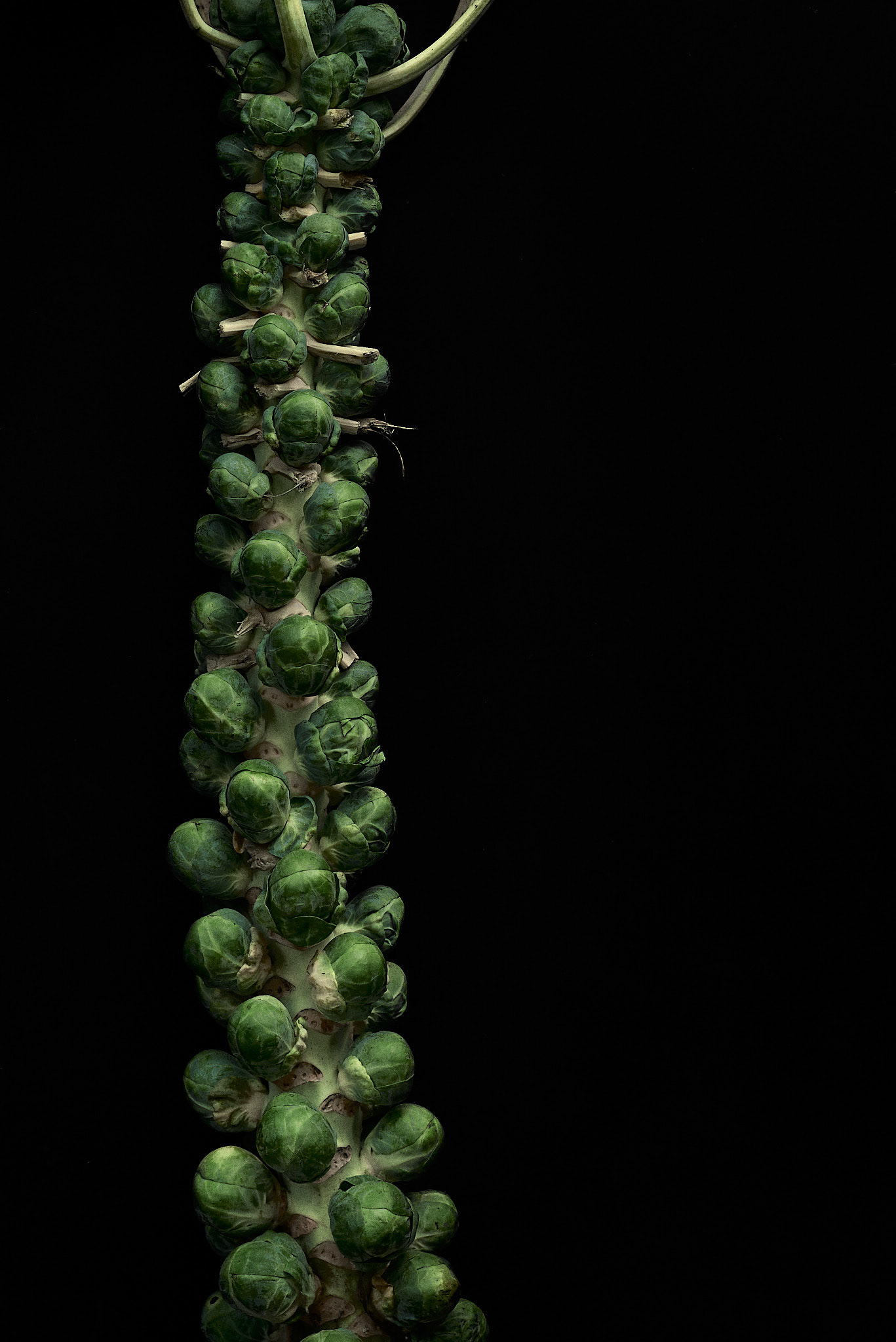 A food photography Brussels sprout on stalk image, made by Kata Endrodi, a food photographer in Montreal