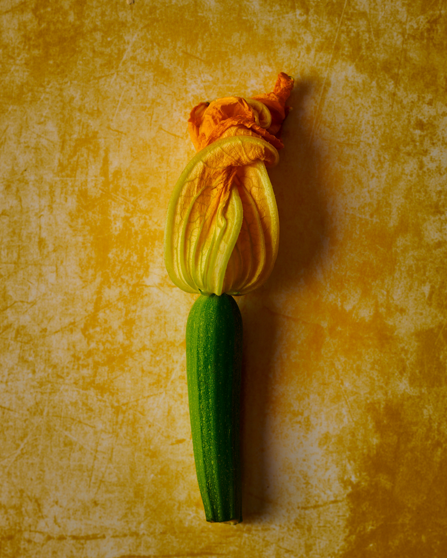 Kata Endrodi Montreal food and product photographer, fine art macro photography of a vibrant yellow zucchini flower and young squash, emphasizing natural textures against a warm, painterly yellow backdrop.