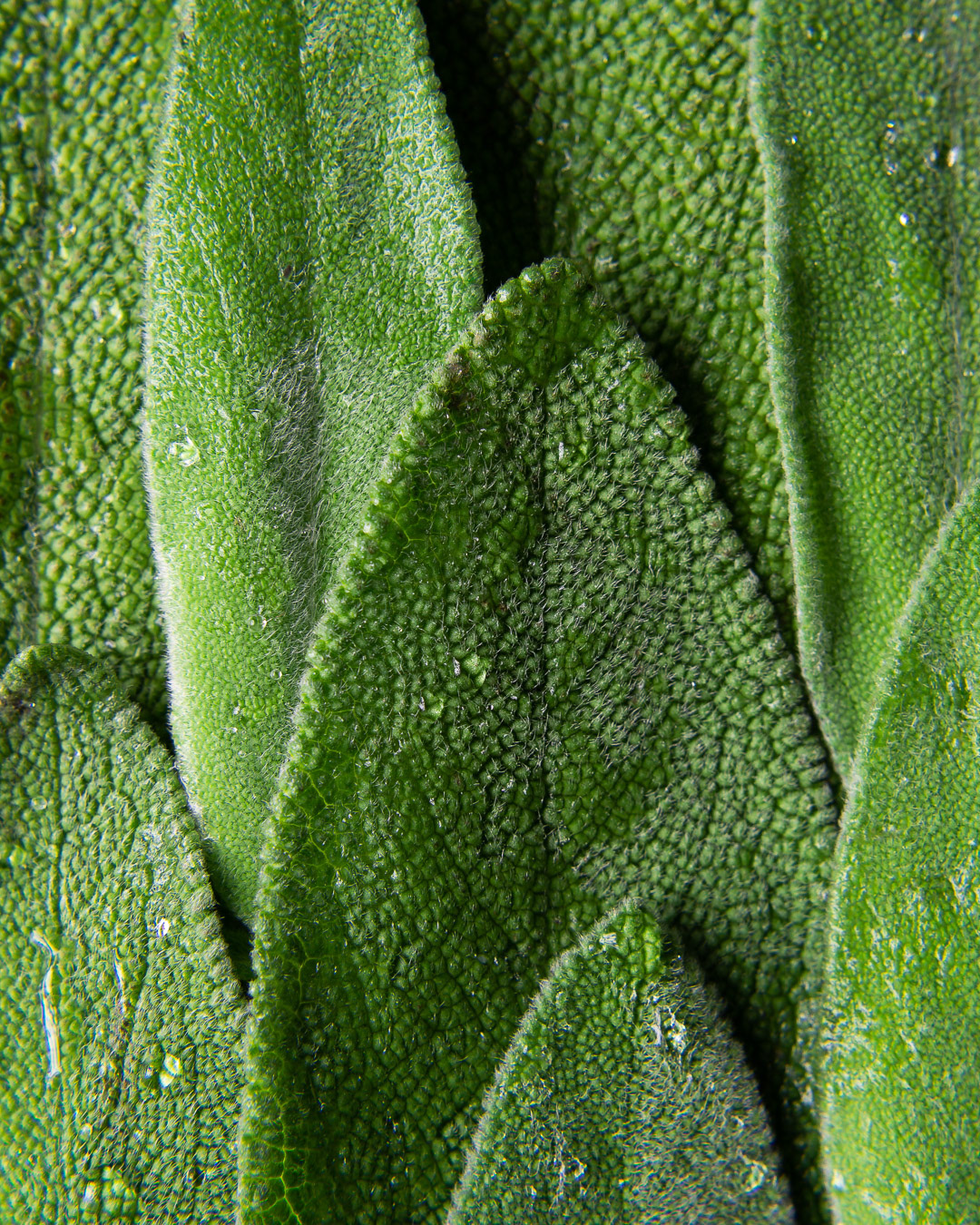 A food photography sage leaves close up image with some water drops, made by Kata Endrodi, a food photographer in Montreal