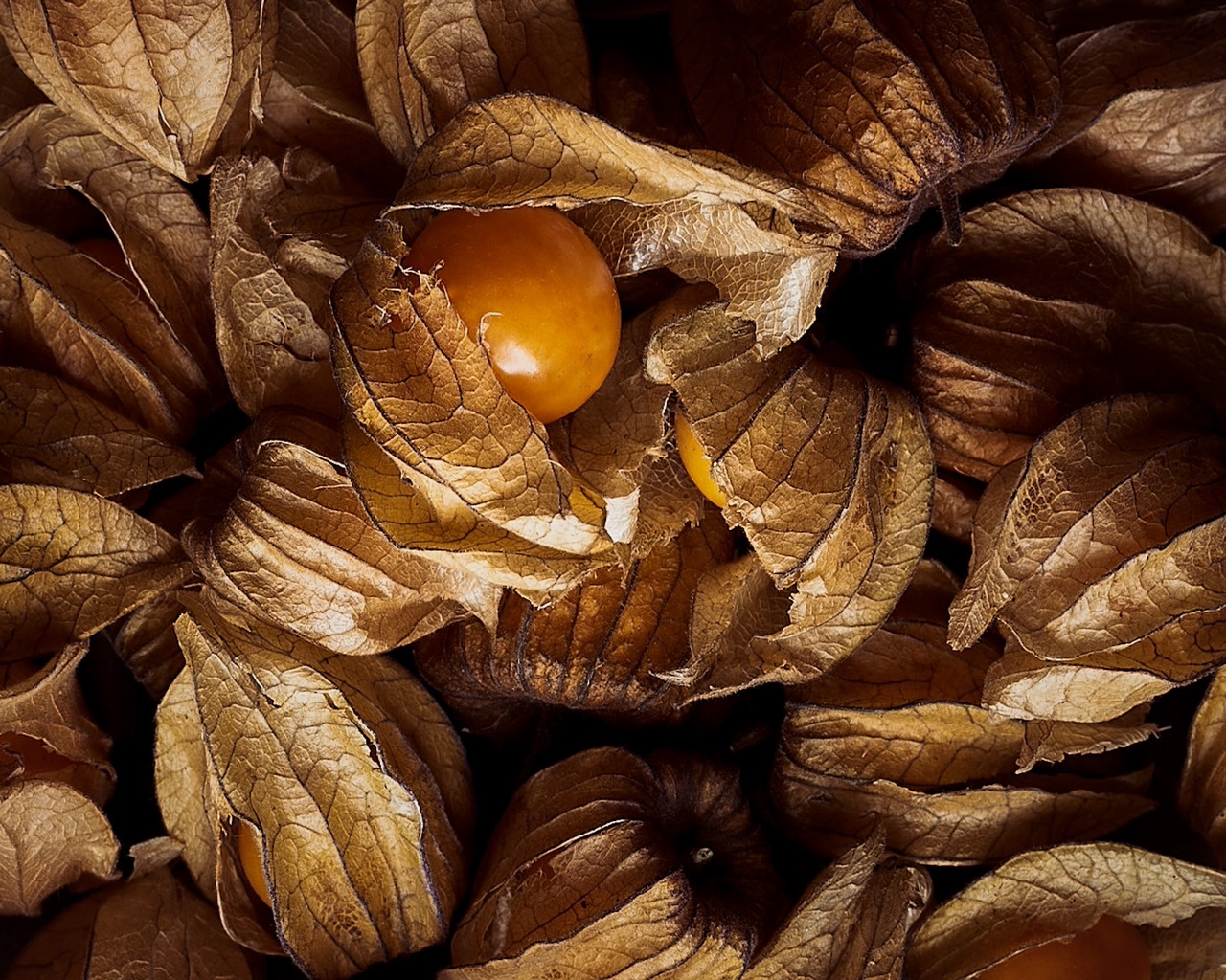 A food photography ground cherries close up image, made by Kata Endrodi, a food photographer in Montreal