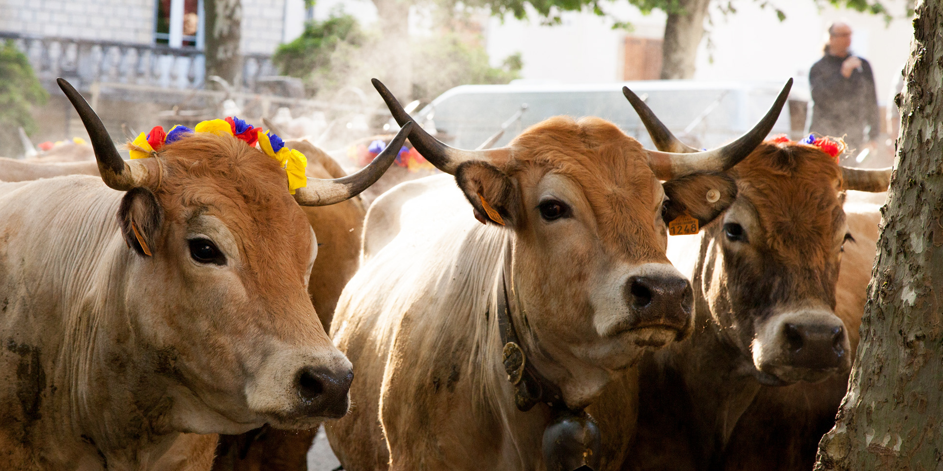 Aubrac