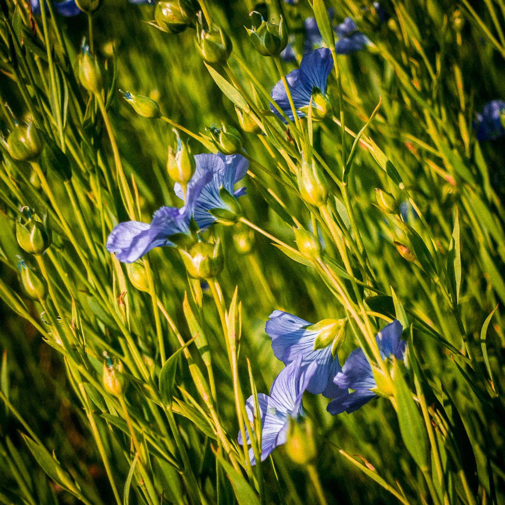 La fleur de lin ne dure qu'un matin
