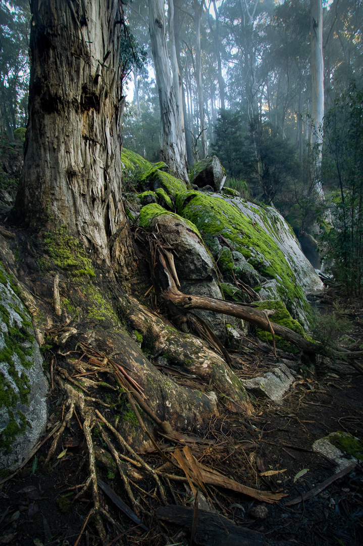 rising from the earth