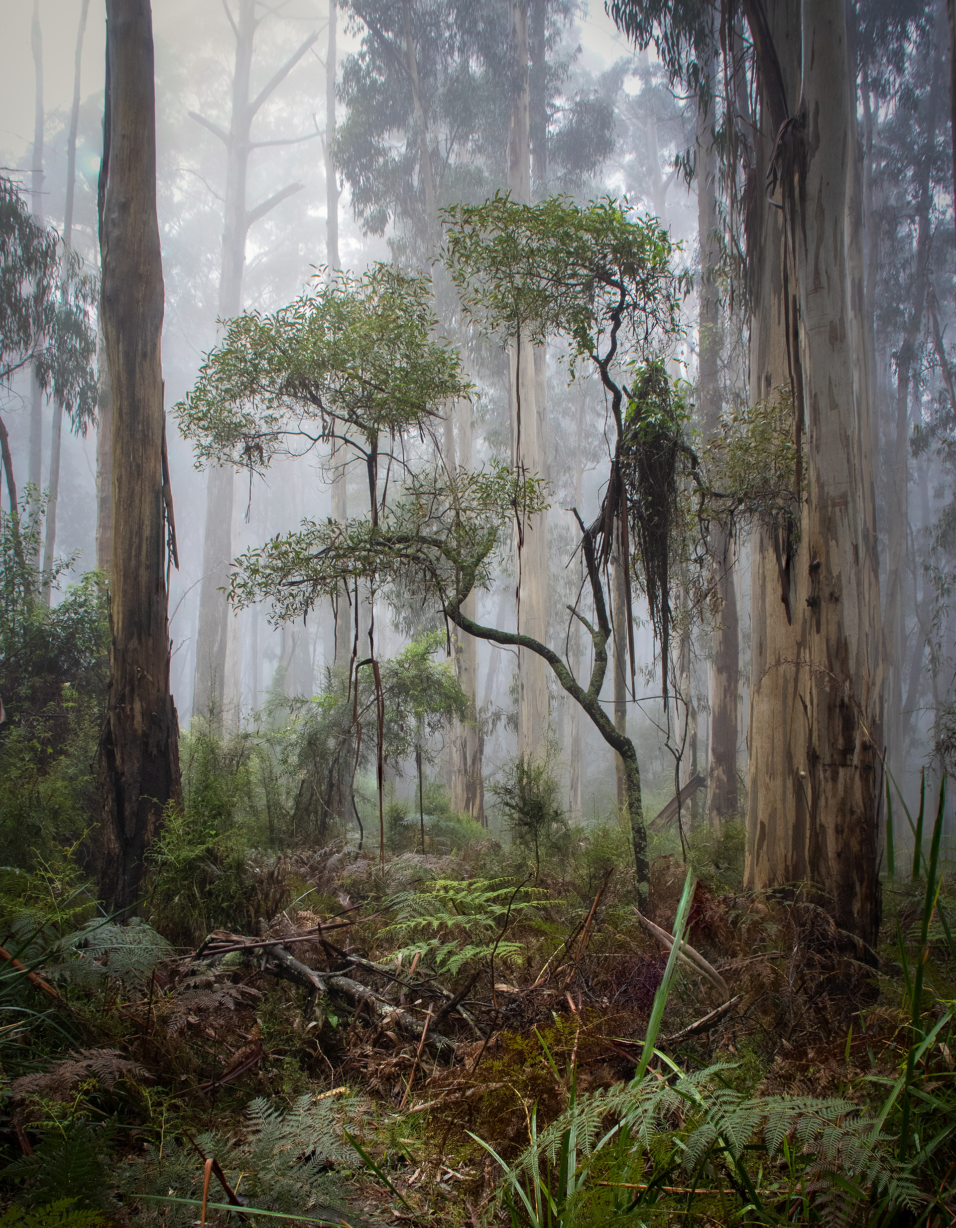 Growing in your shadows