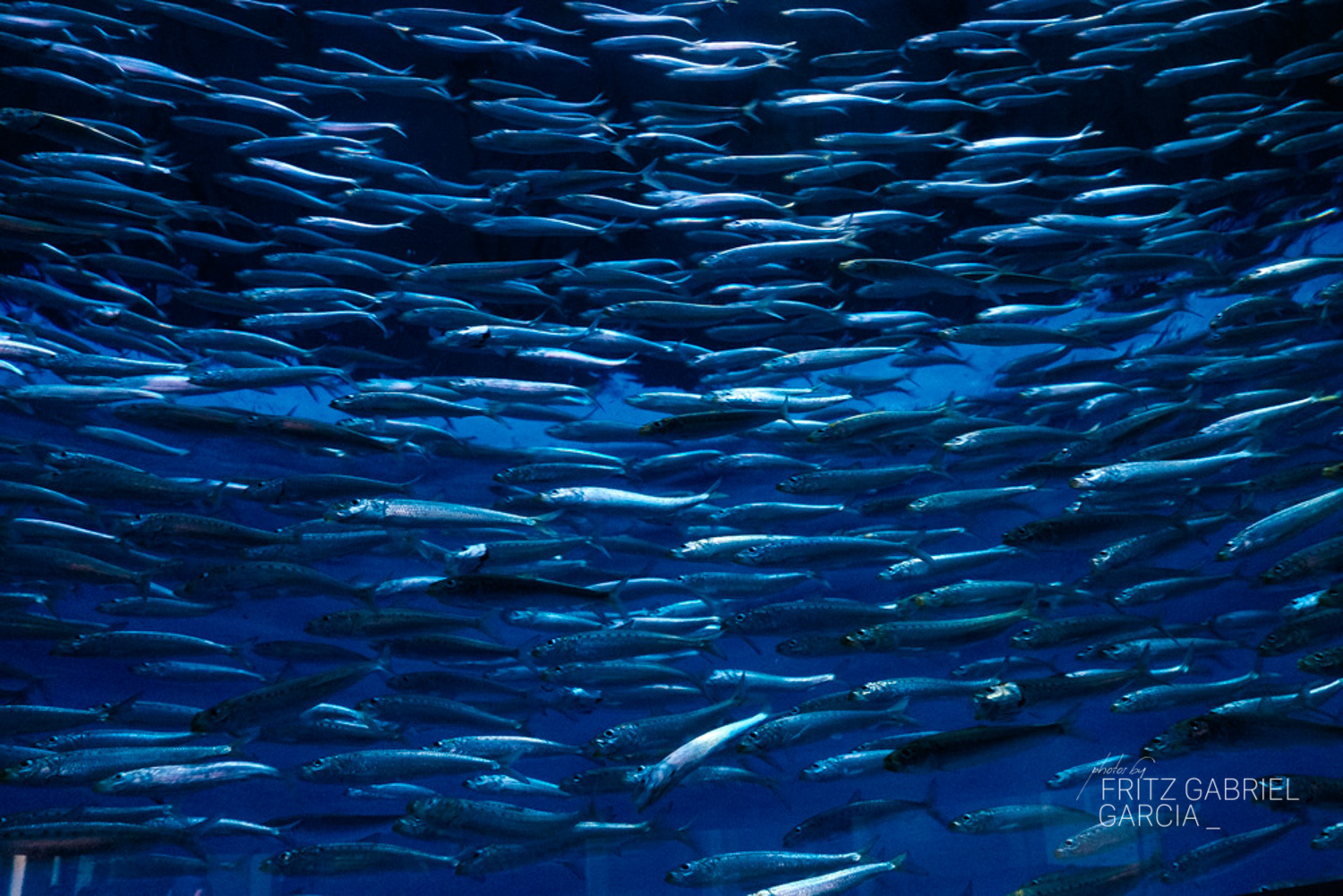 Monterey Aquarium - Monterey, CA