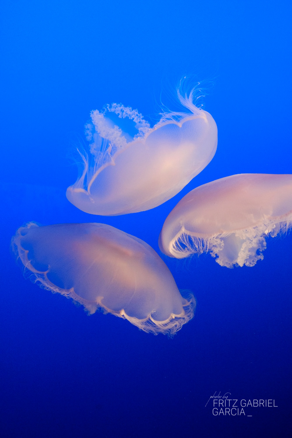 Monterey Aquarium - Monterey, CA