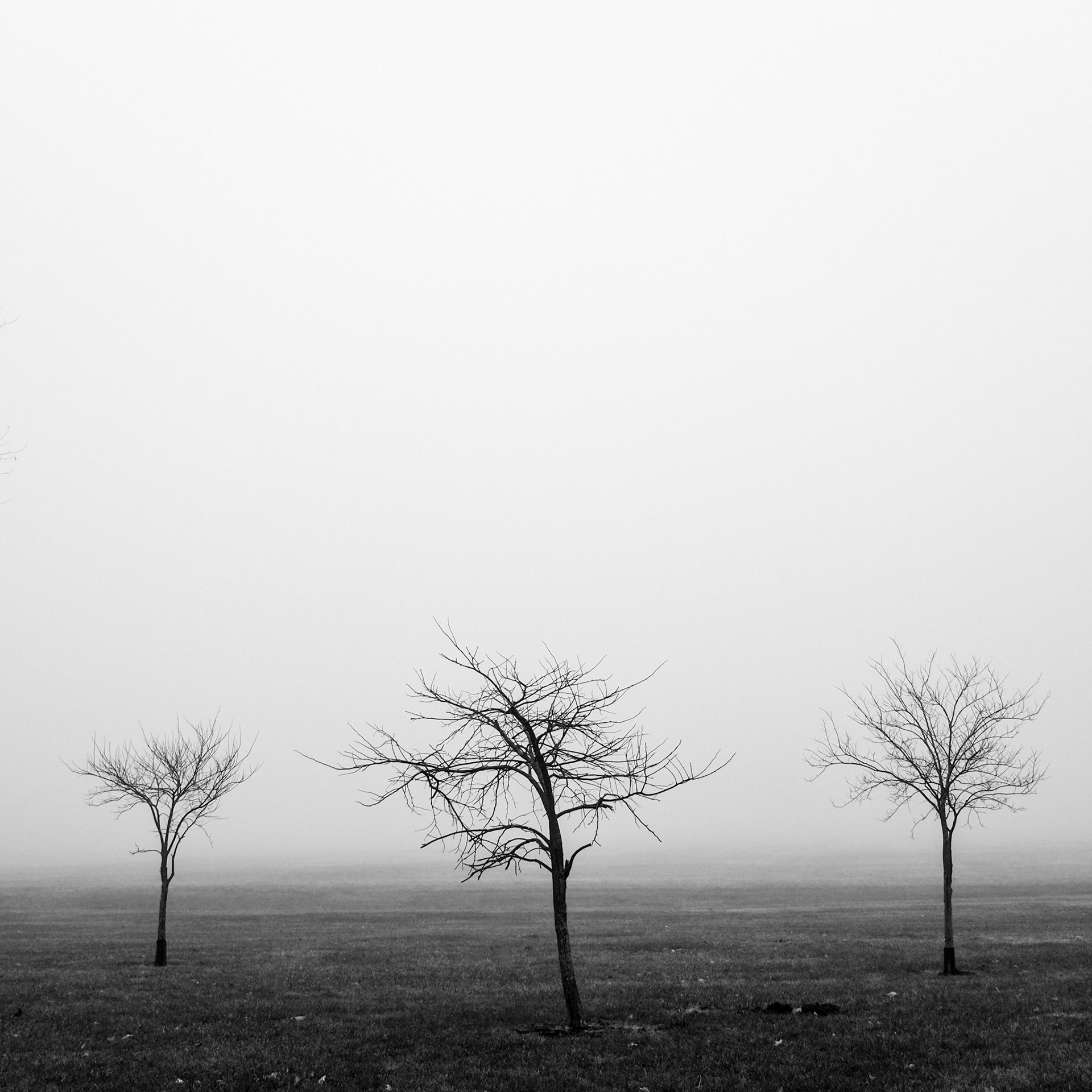 6 // Foggy Morning // Series 2