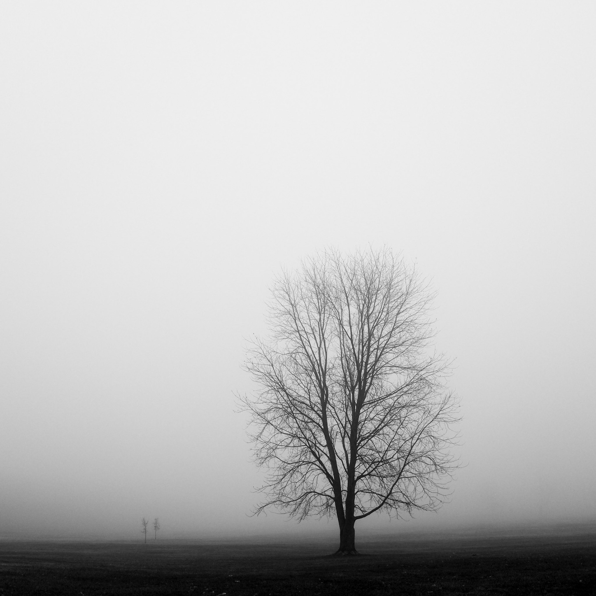 1 // Foggy Morning // Series 2