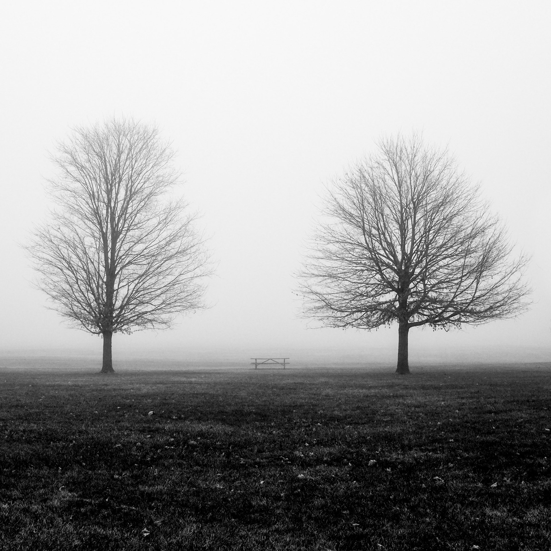 2 // Foggy Morning // Series 2