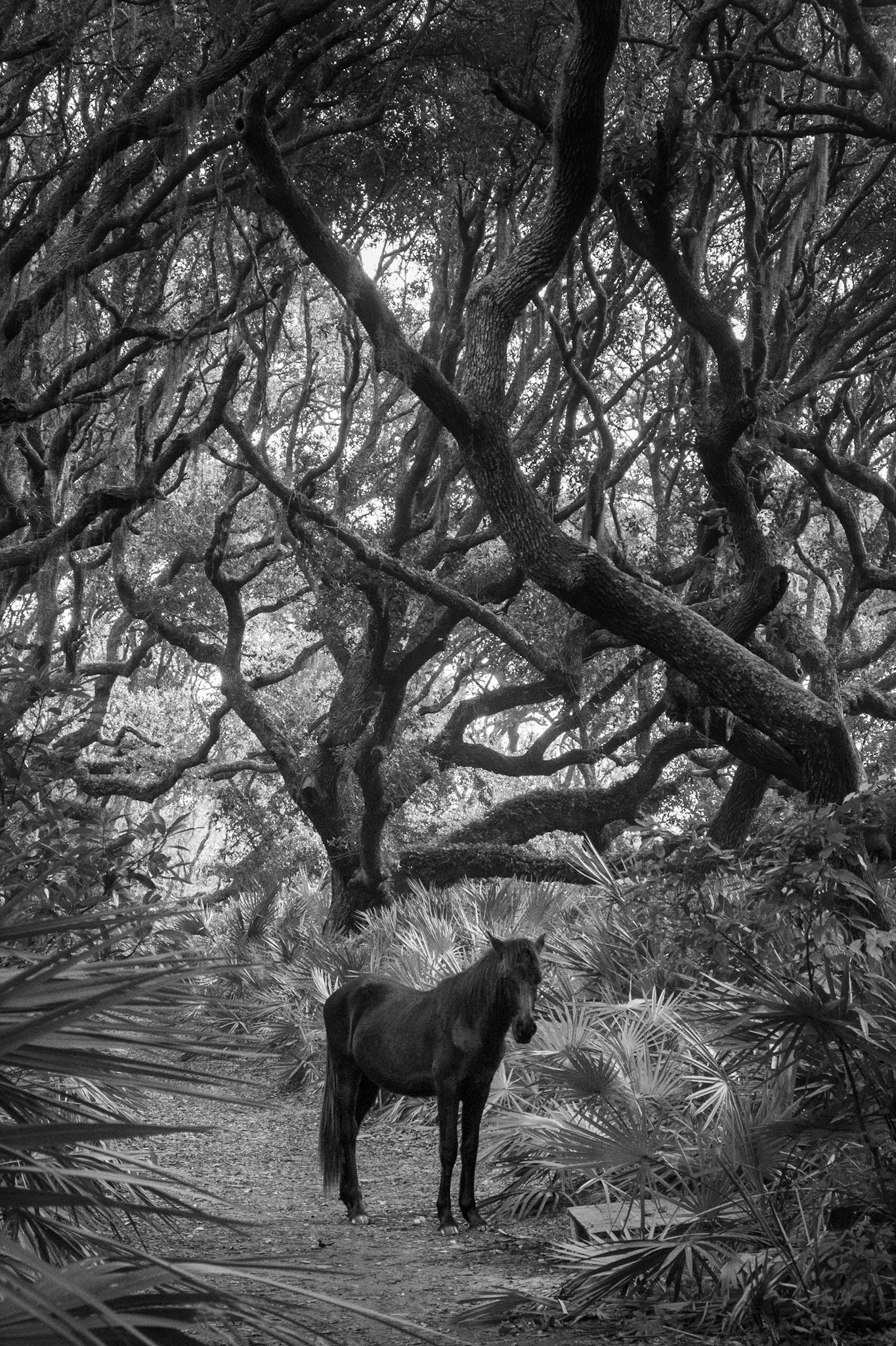 Wild Horse, Cumberland Island, Georgia