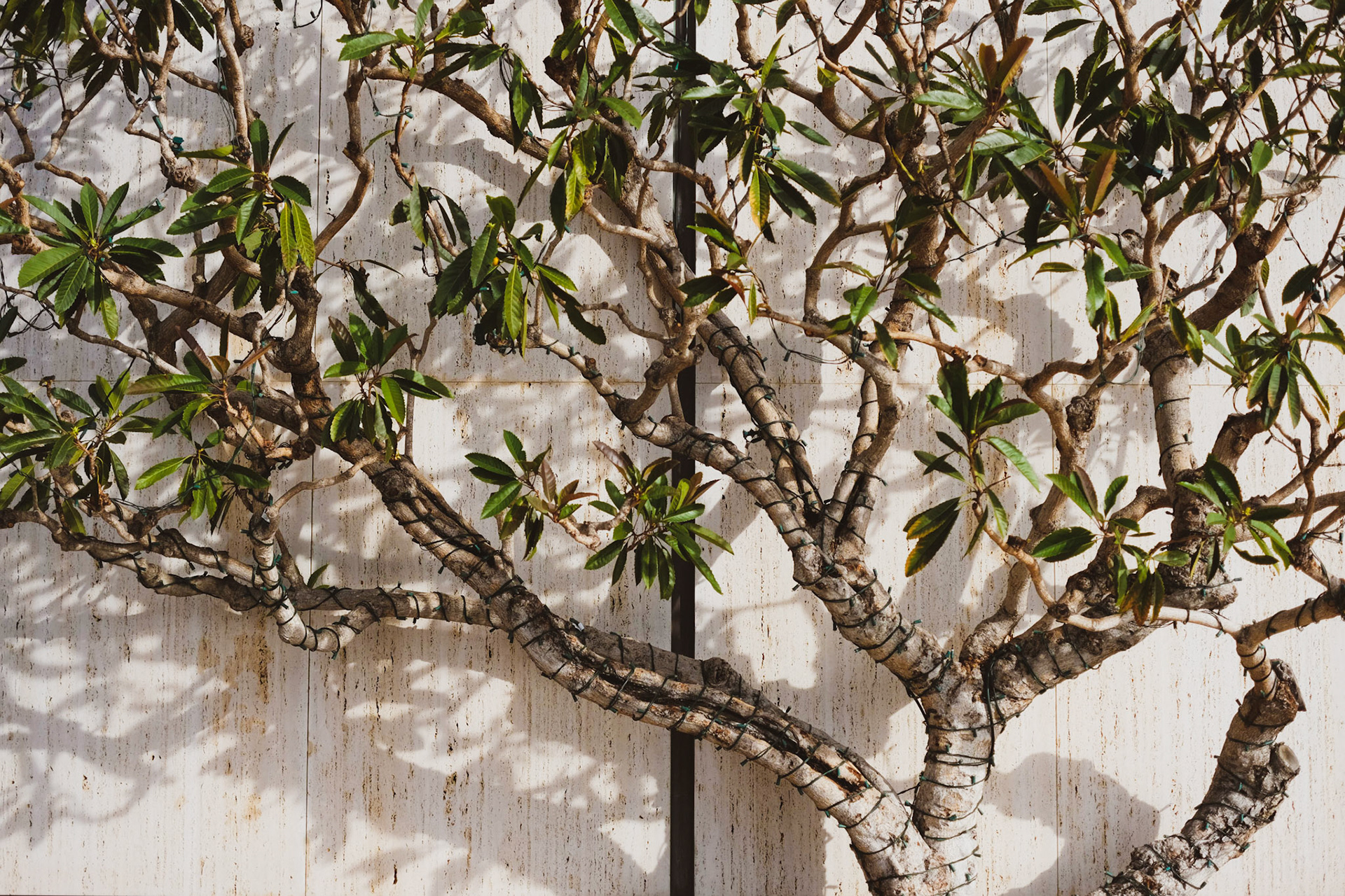 Balboa Park, San Diego