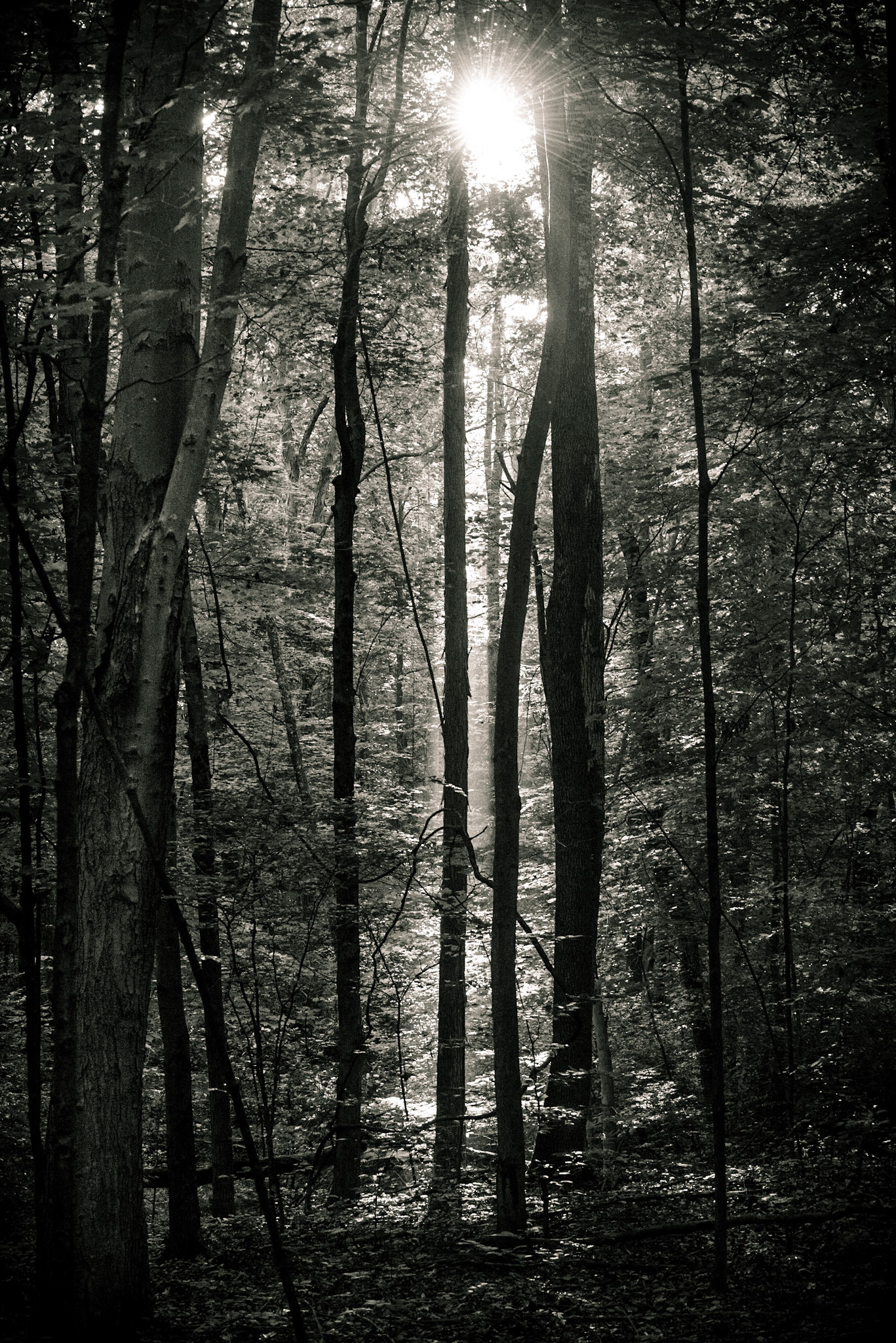 Inniswood Metro Garden