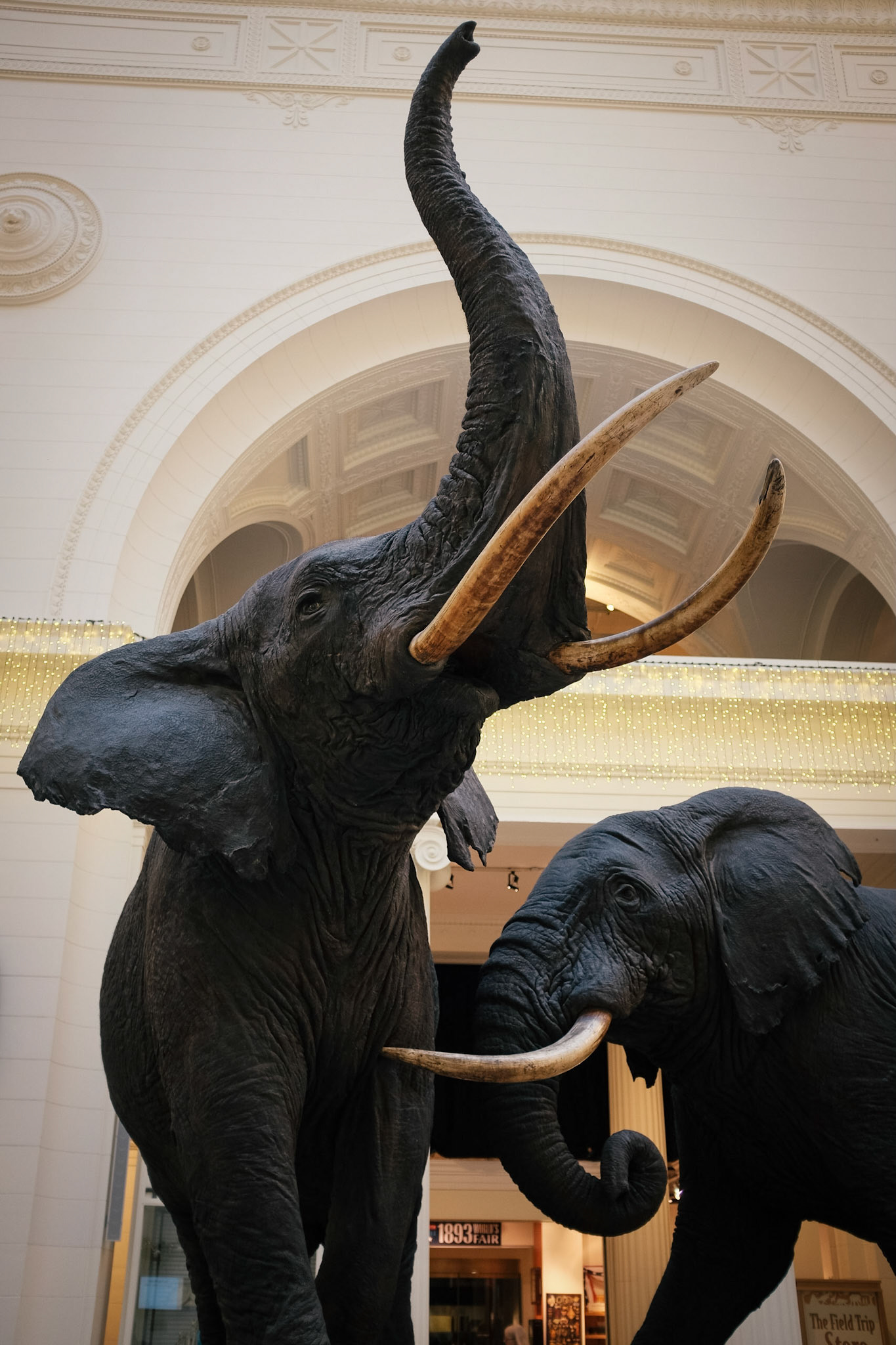 Field Museum, Chicago