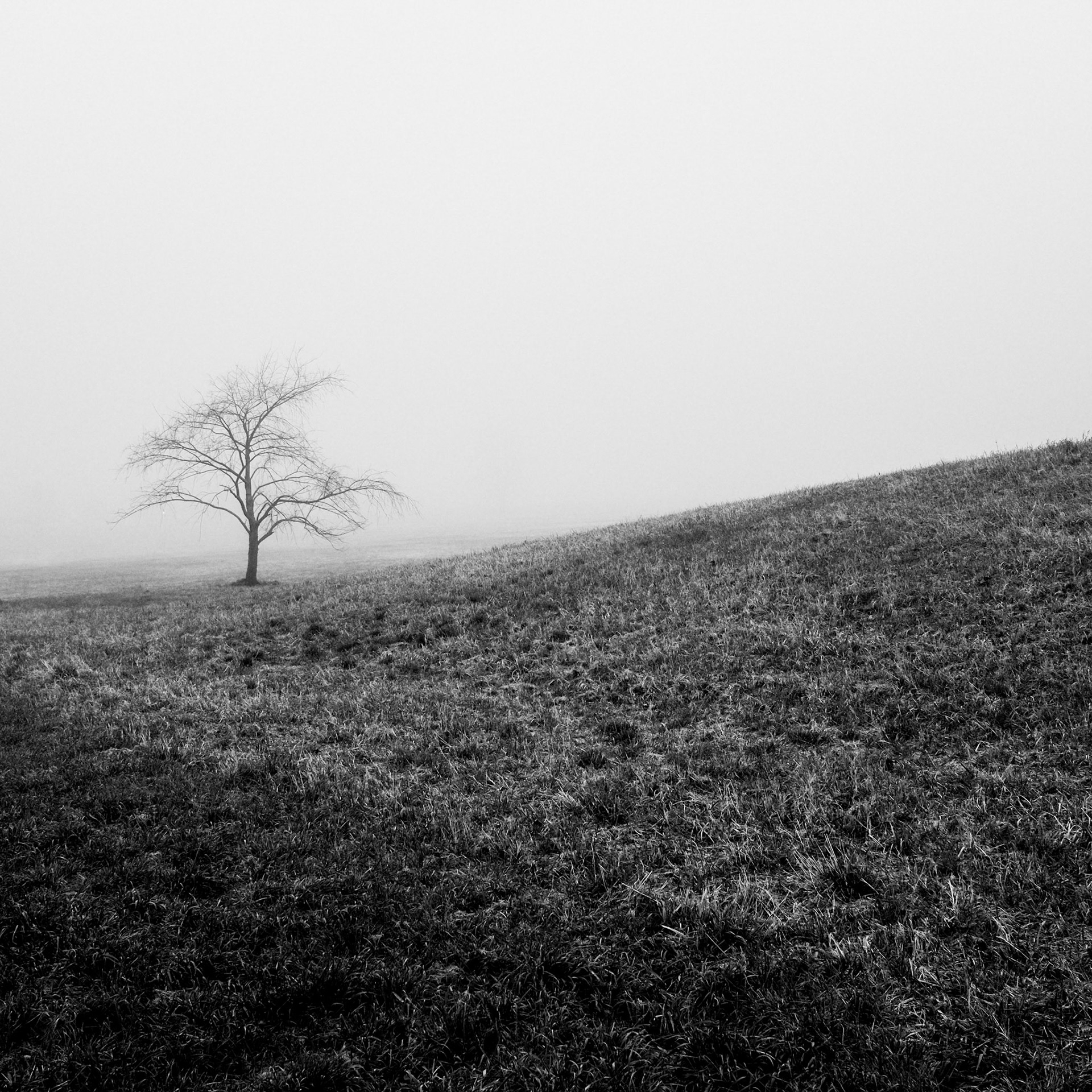 3 // Foggy Morning // Series 3