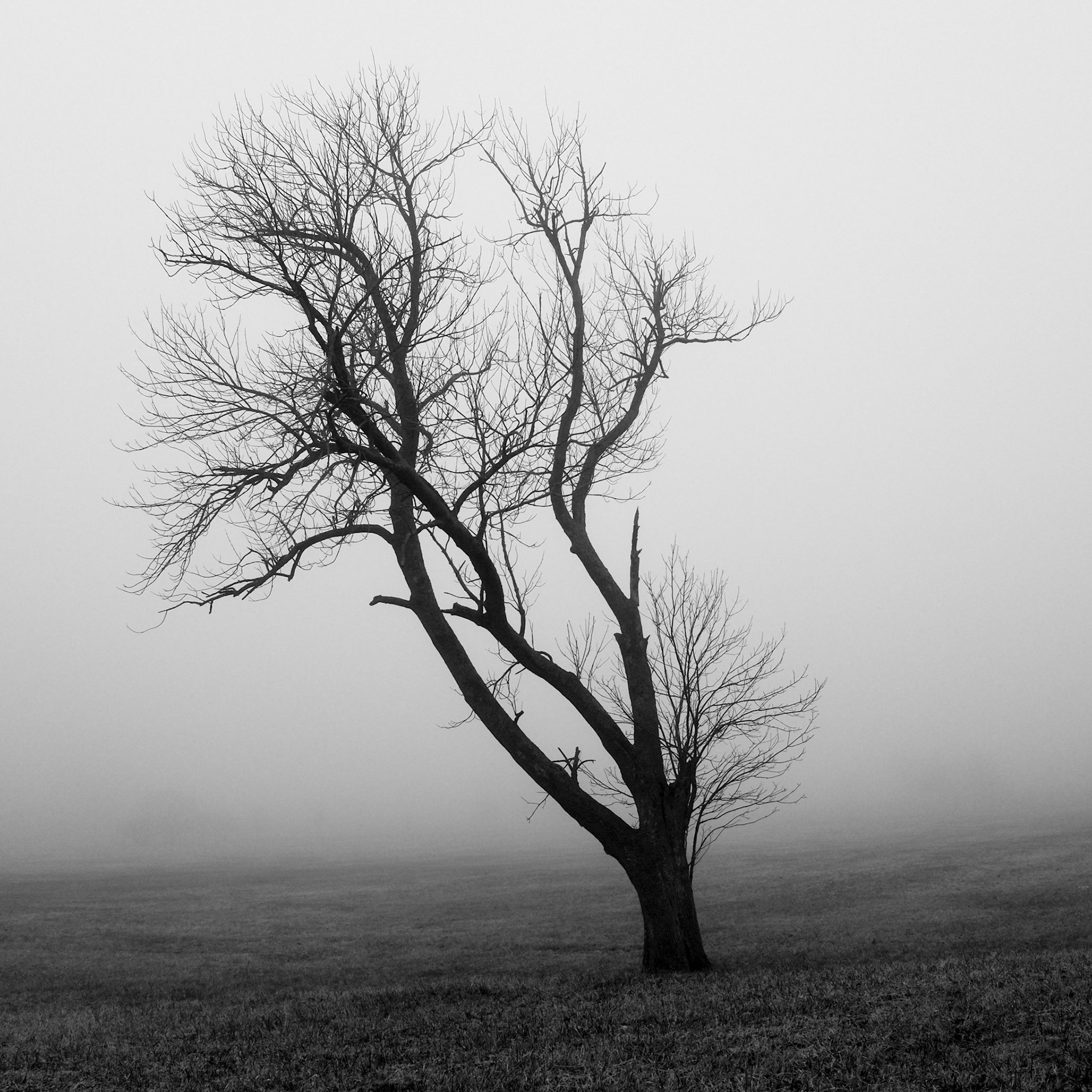 1 // Foggy Morning // Series 1