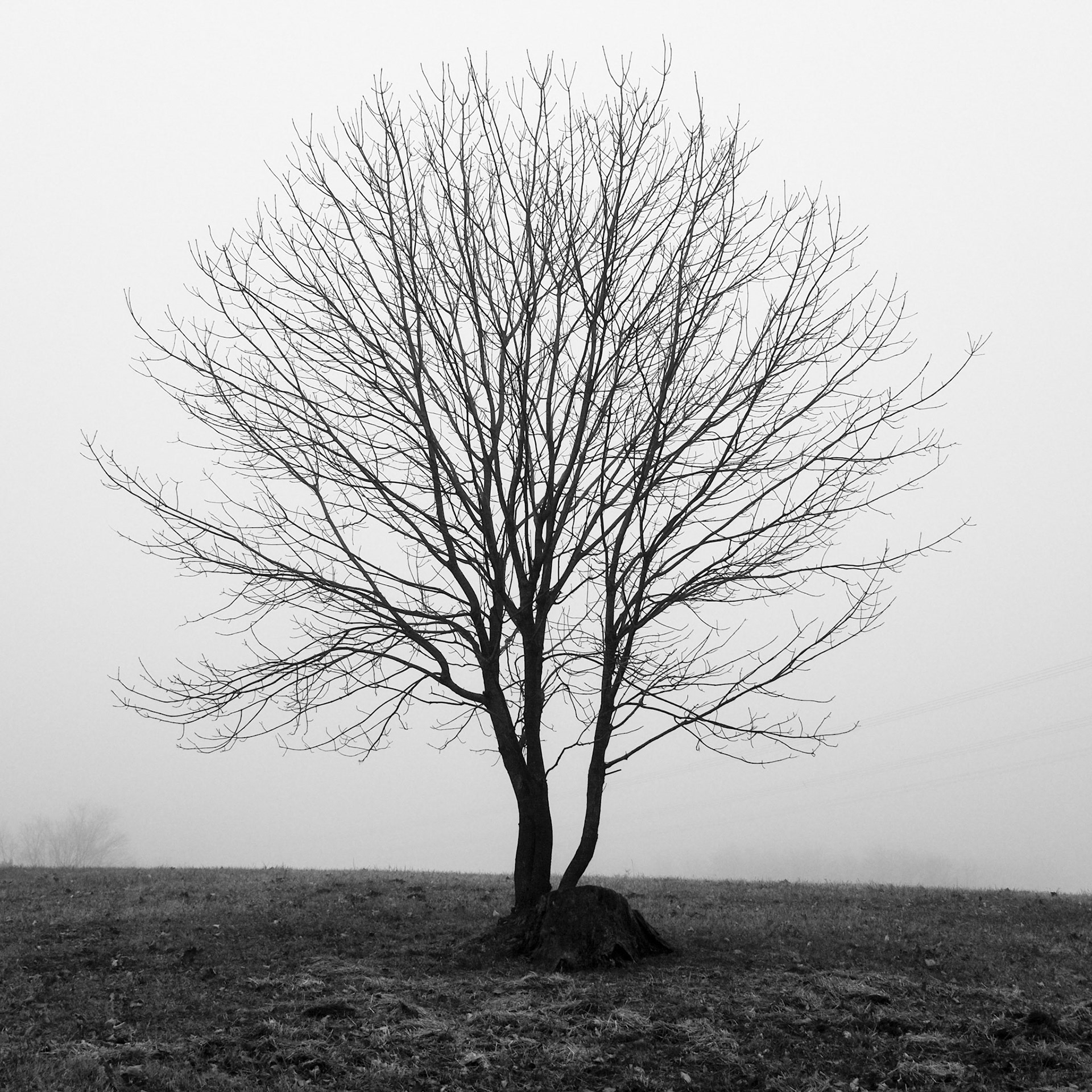 4 // Foggy Morning // Series 1