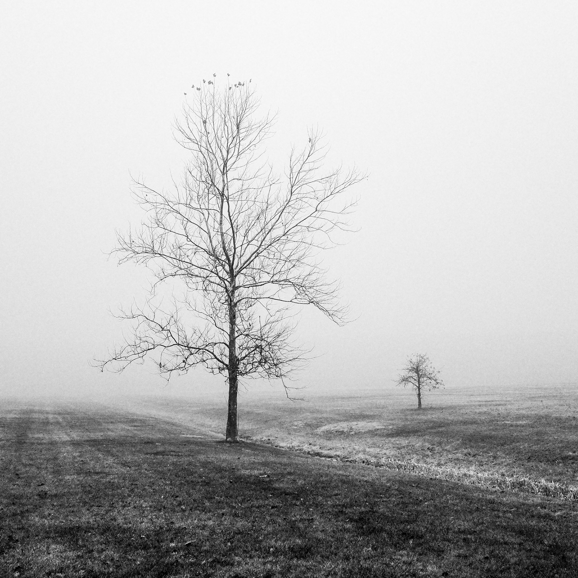 5 // Foggy Morning // Series 2