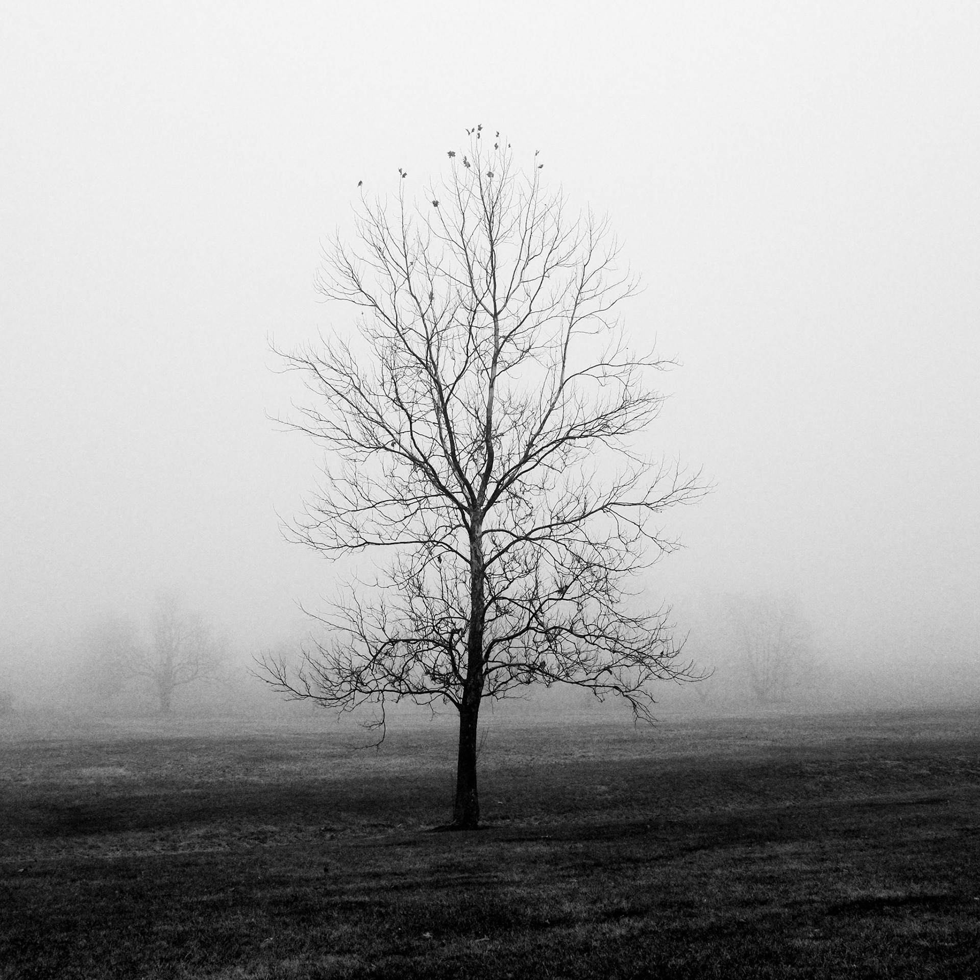 6 // Foggy Morning // Series 1