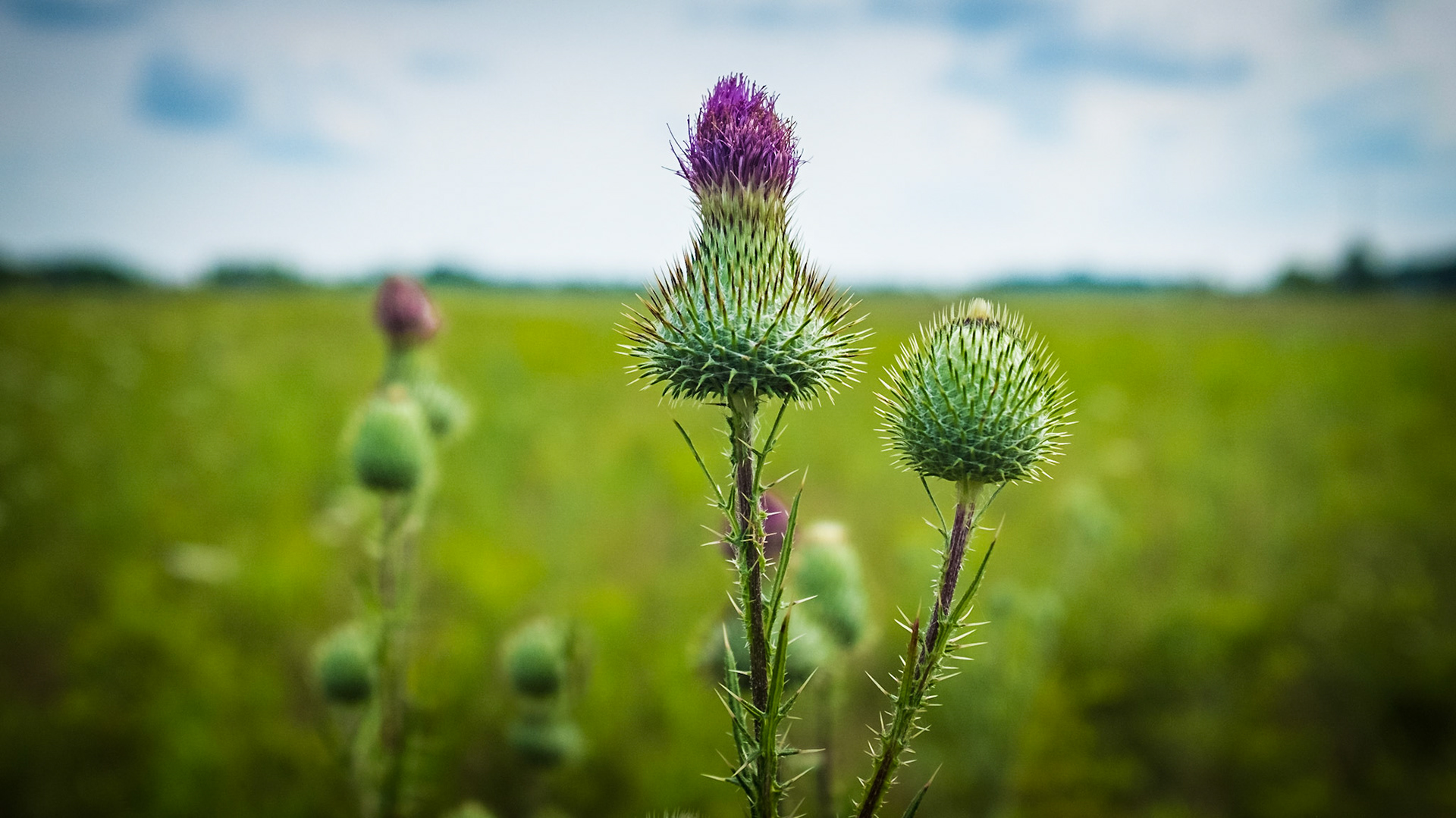Glacier Ridge Metro Park