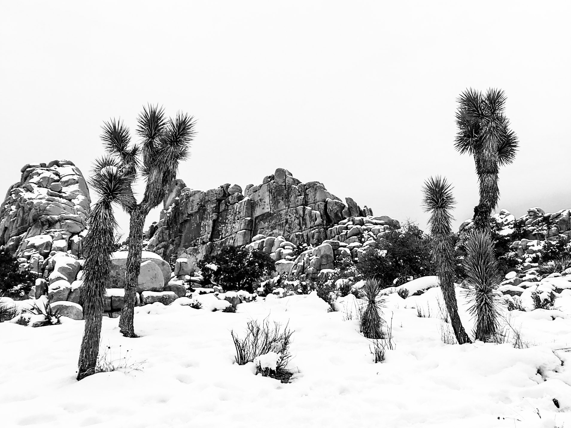 Joshua Tree National Park, California