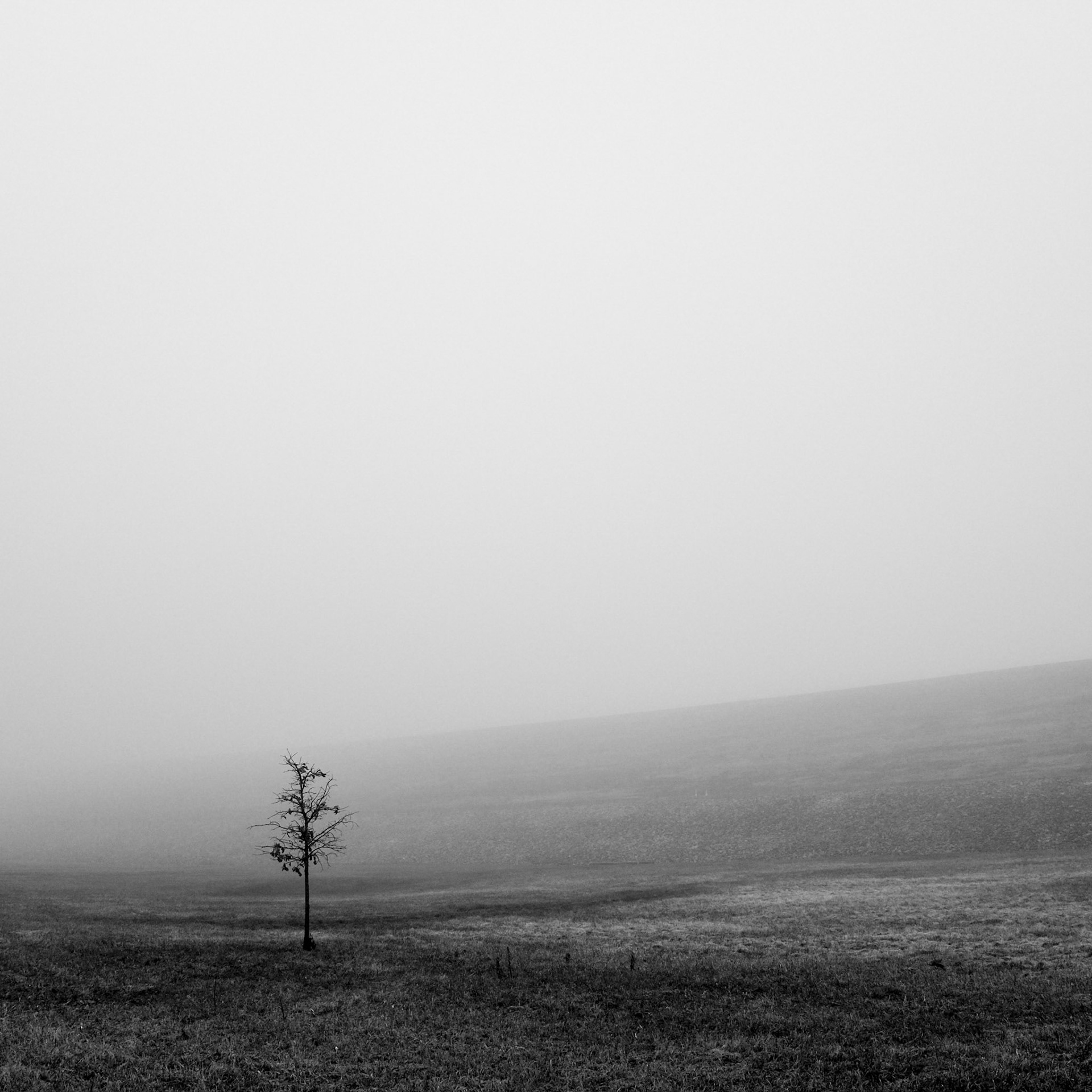 1 // Foggy Morning // Series 3