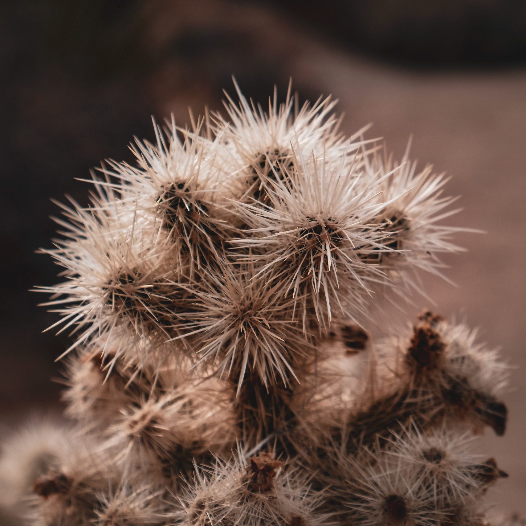 Joshua Tree National Park, California