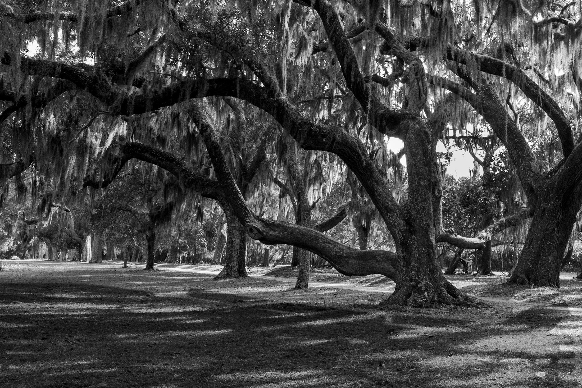 Moss Oaks, Cumberland Island, Georgia