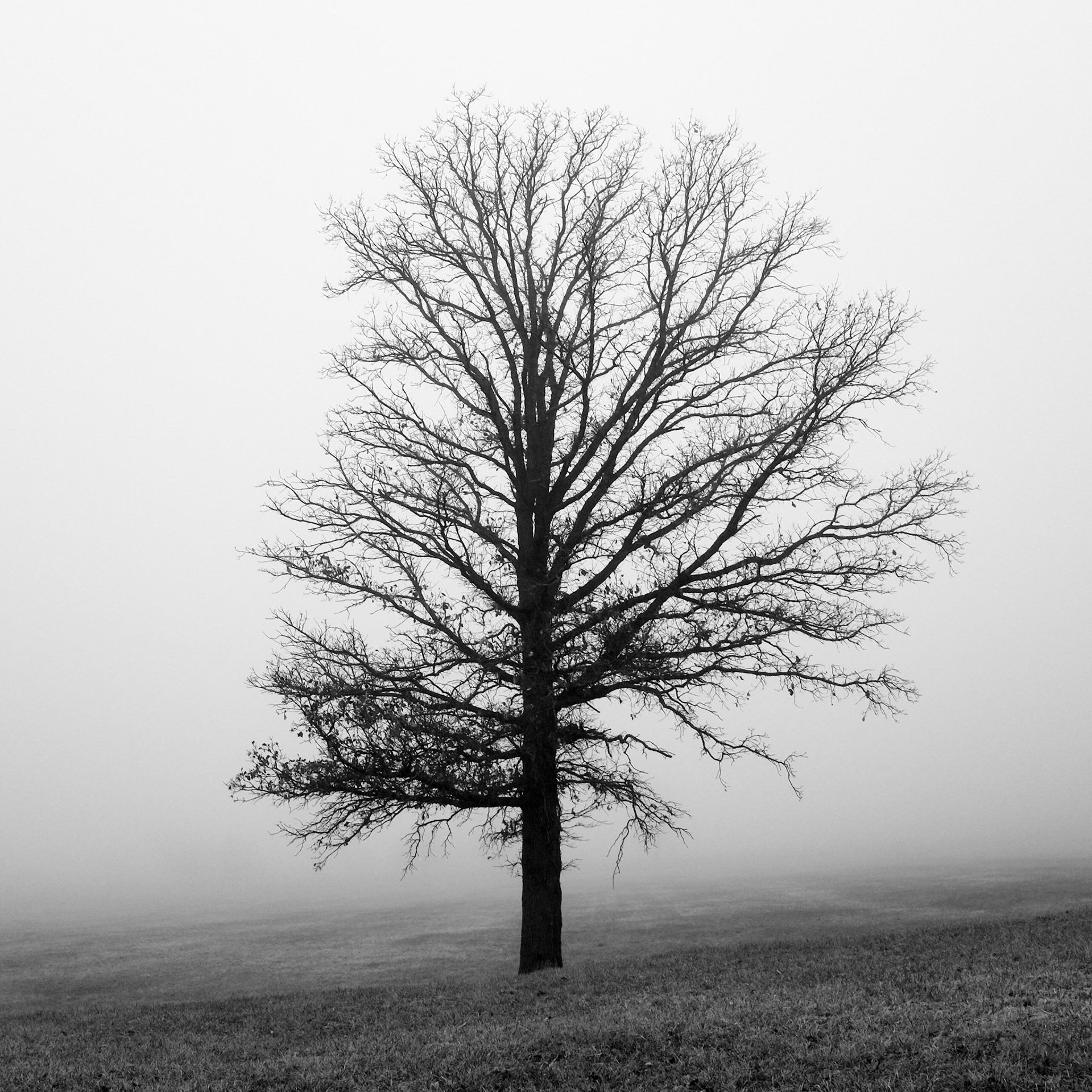 2 // Foggy Morning // Series 1