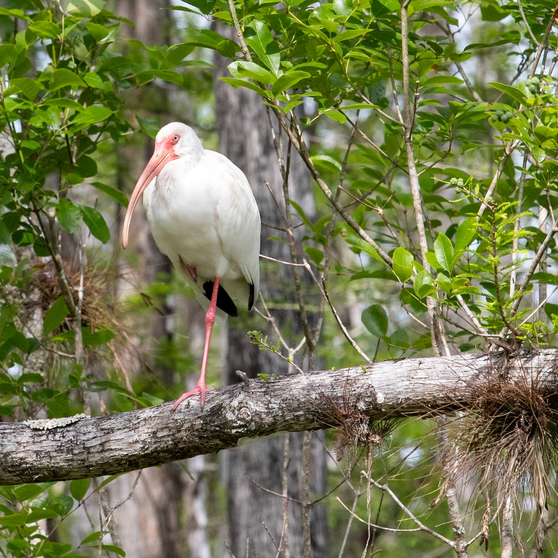 White Ibis - in the preserve @ Pelican