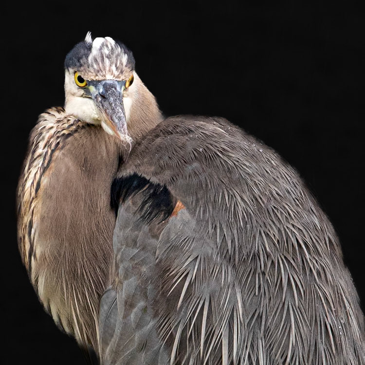 Great Blue Heron