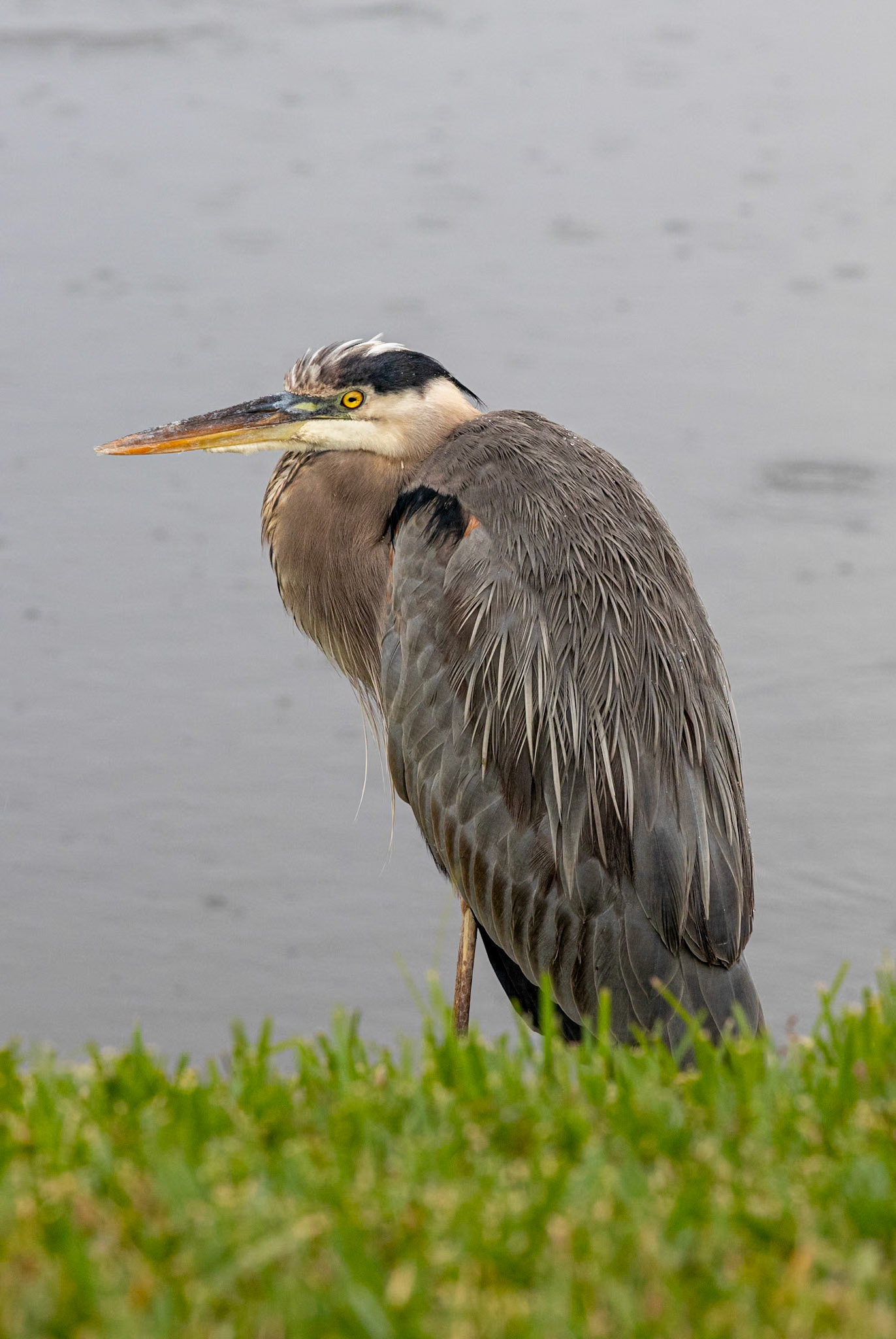 Great Blue Heron