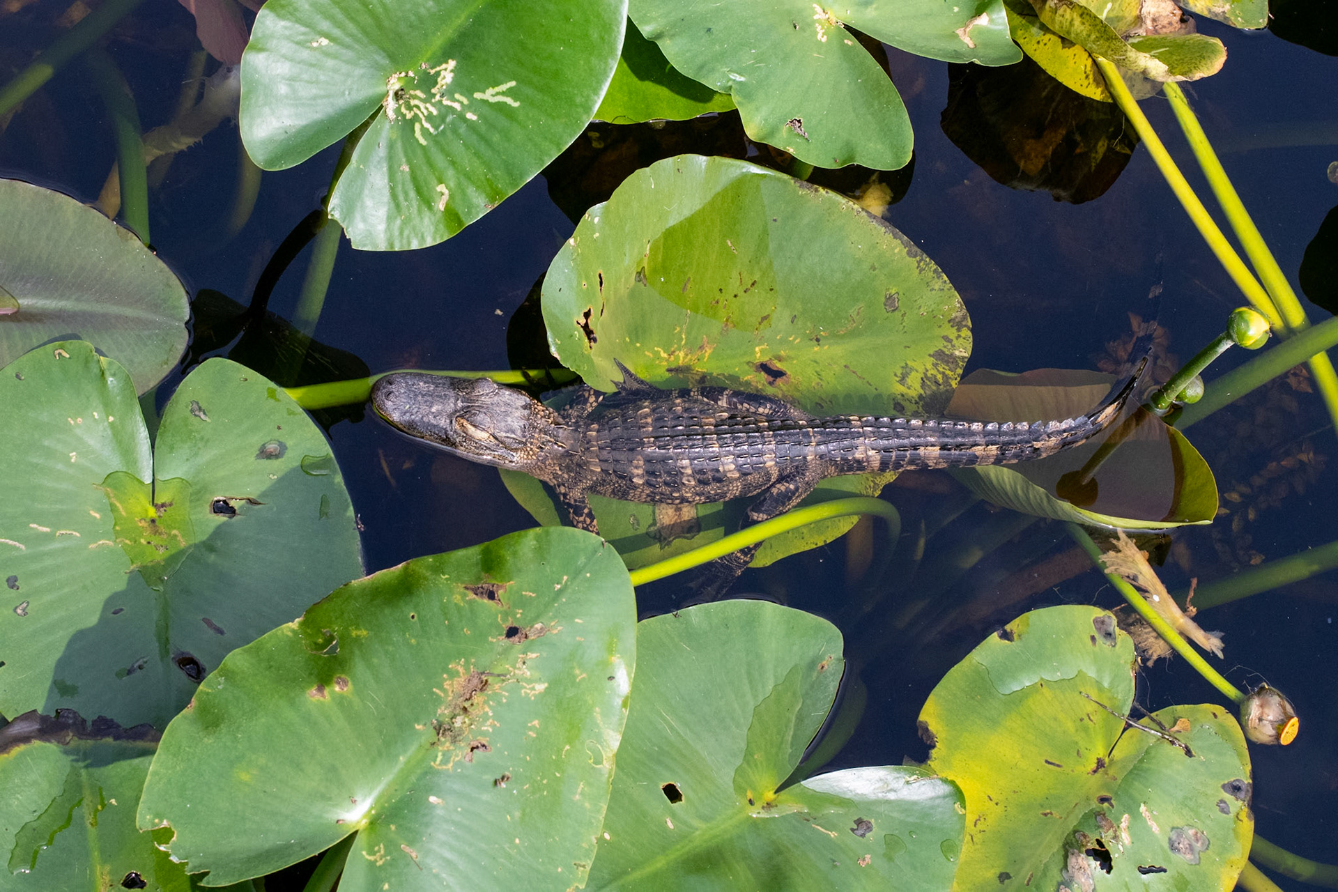 baby 2 ft gator - 6 mile Slough