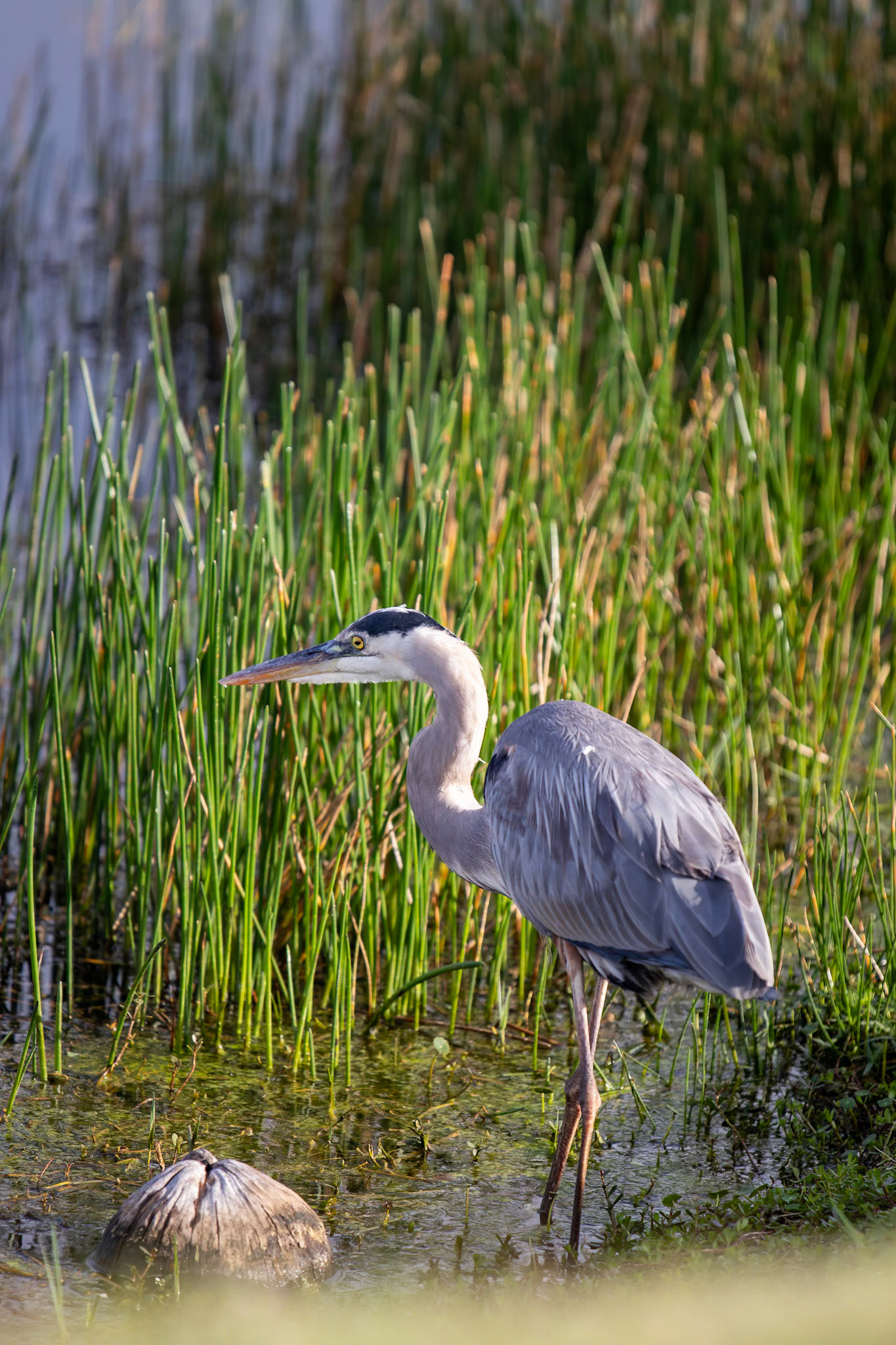 Great Blue Heron
