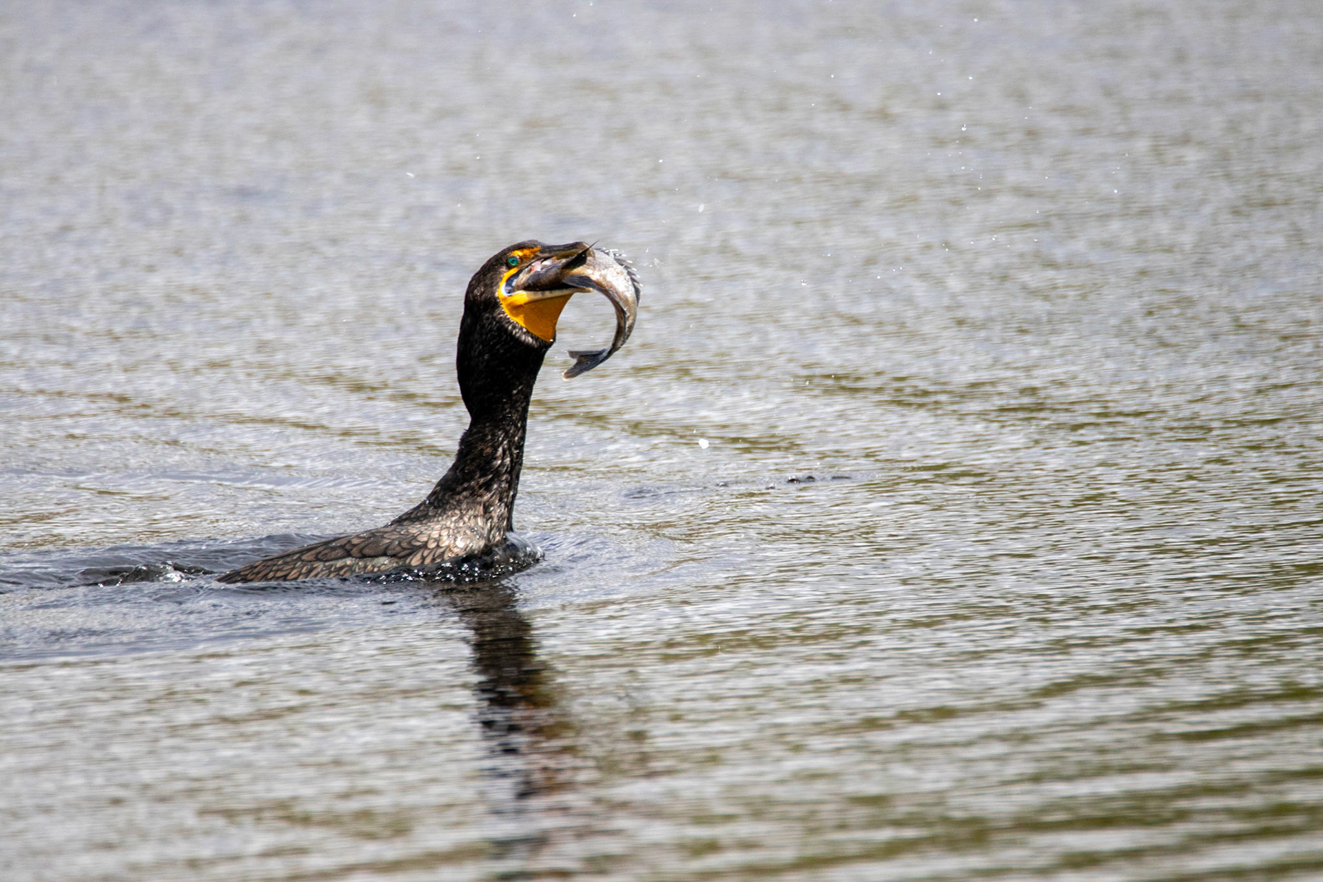 Comorant bird in the lake at the Slough on Six Mile