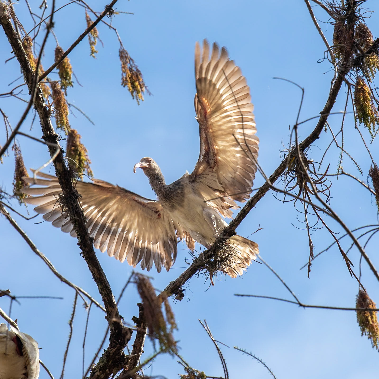 bird ready to fly