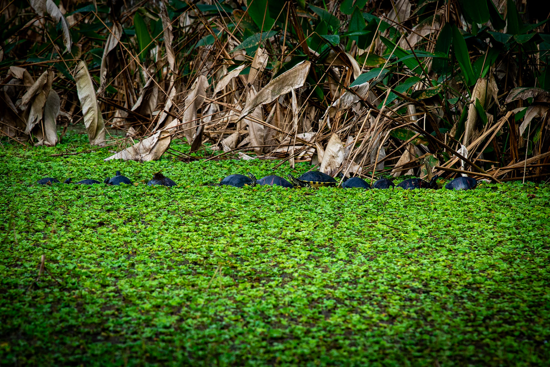 11 Turtles in Pelican Preserve