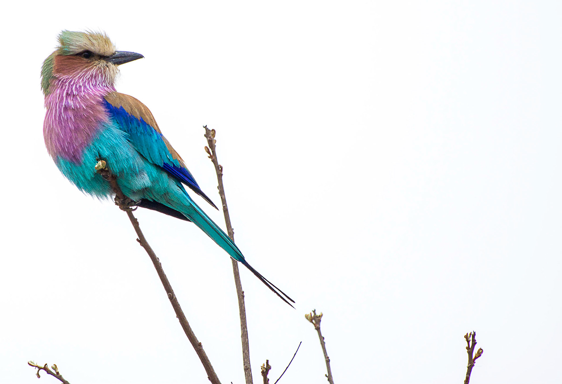 Coracias caudatus