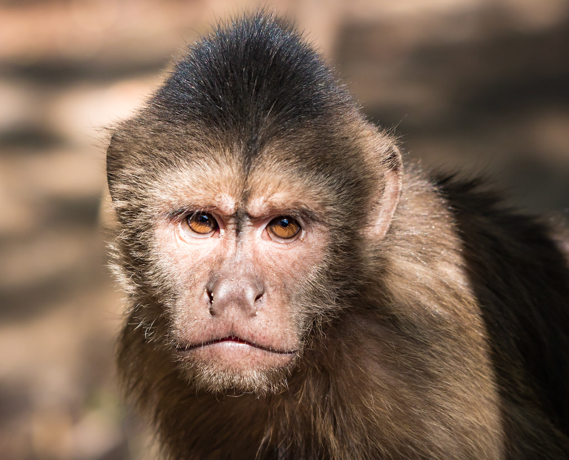 Tufted Capuchin Portrait