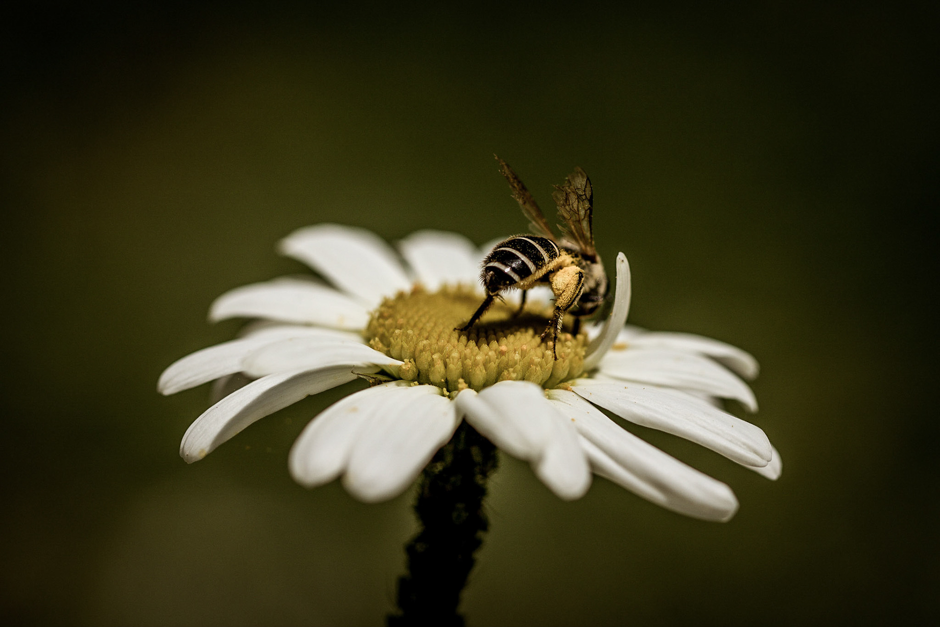 Honey bee photographed from behind while polinating a white daisy.