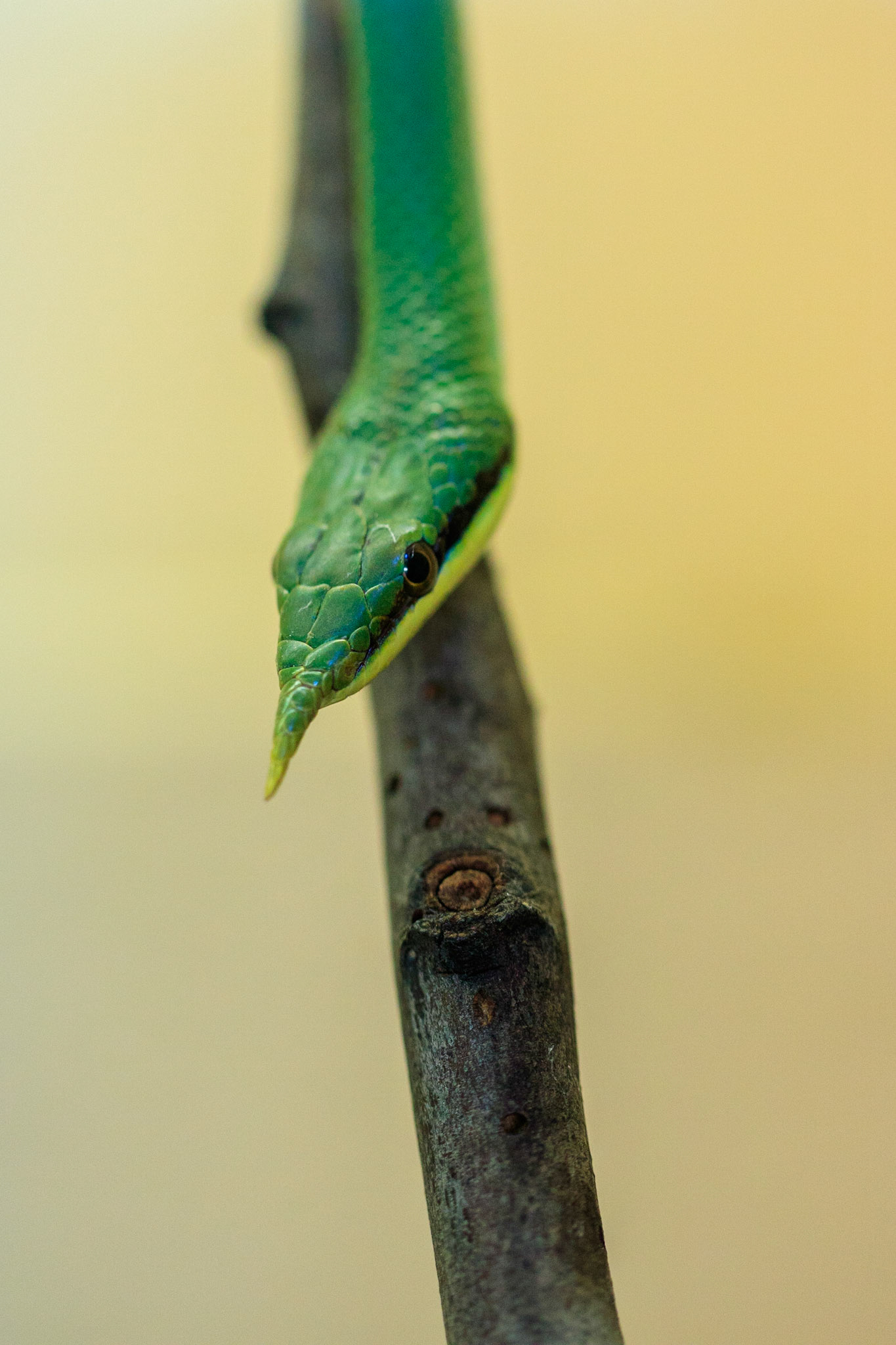 Rhinoceros Ratsnake
