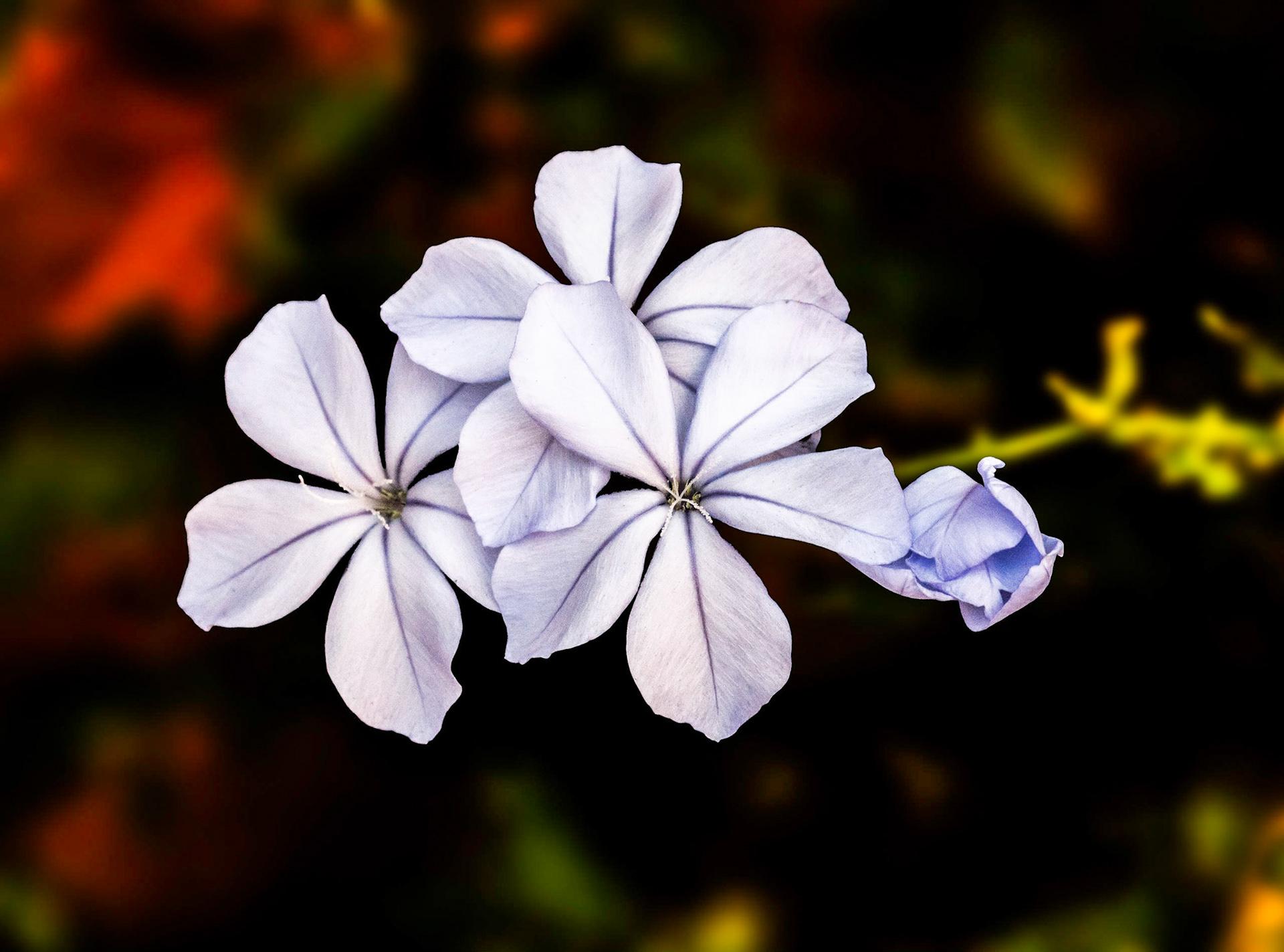 Light purple flowers photographed on a dark background