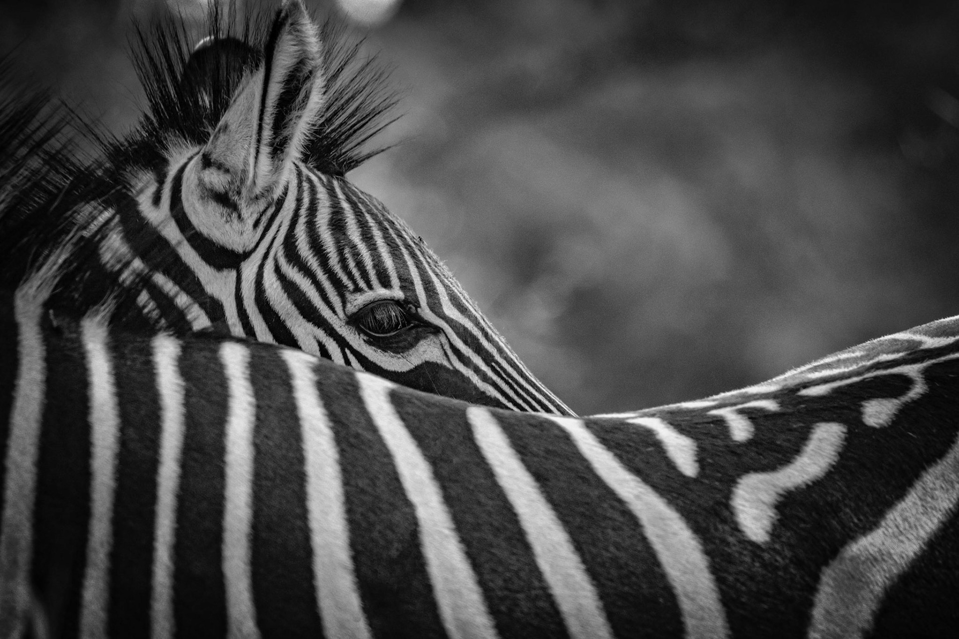 Plains Zebra Looking Over Mom's Back