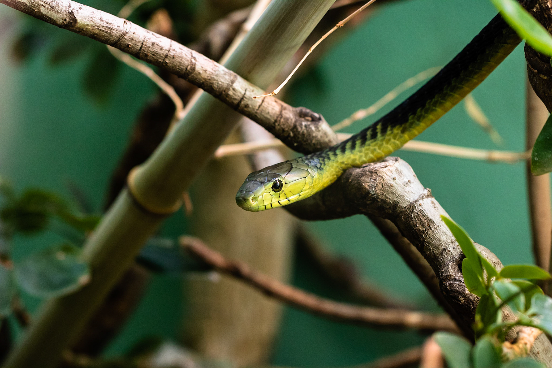 Western Green Mamba