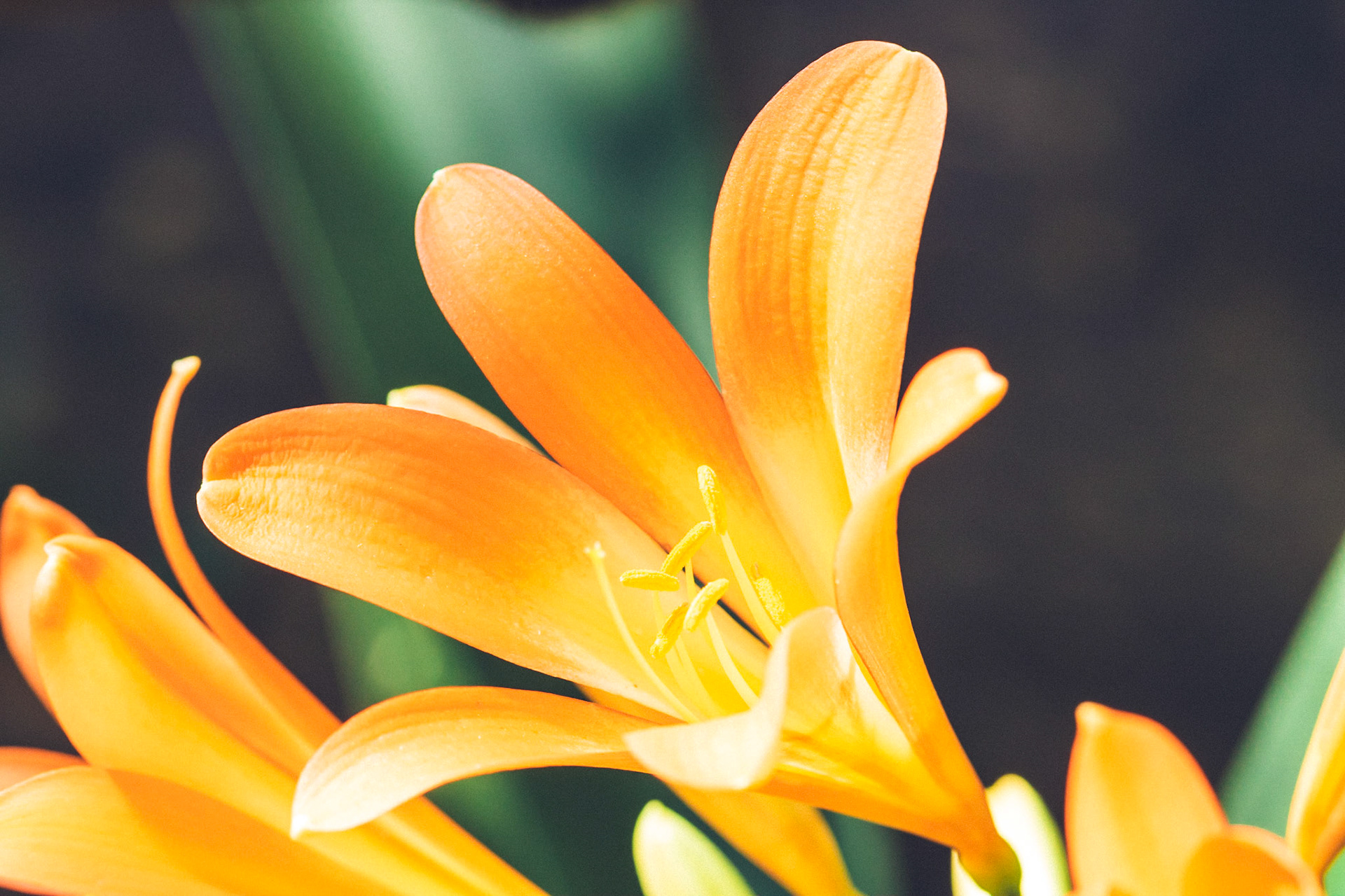 Common names are Natal lily or bush lily