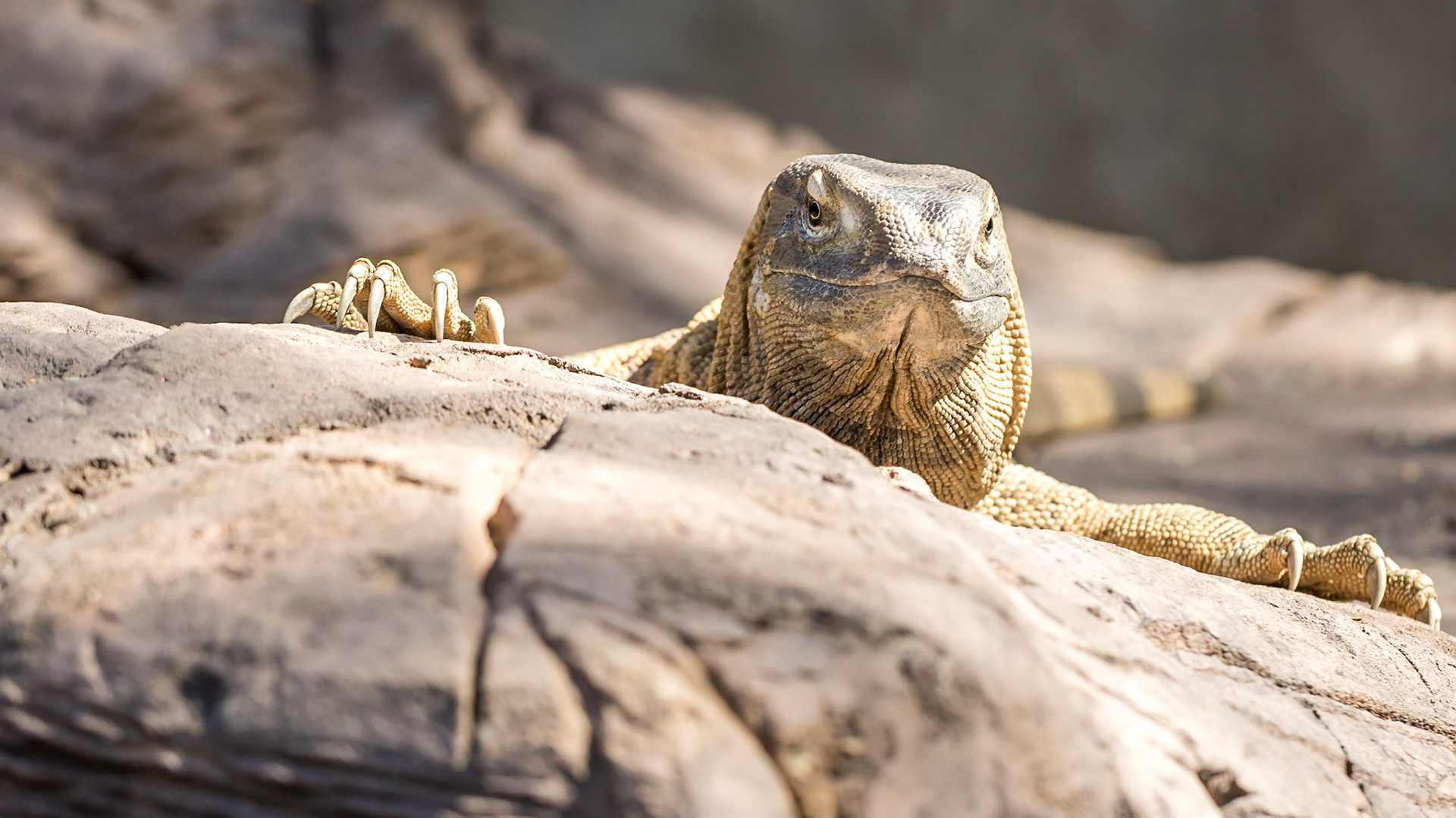 Rock Monitor Lizard
