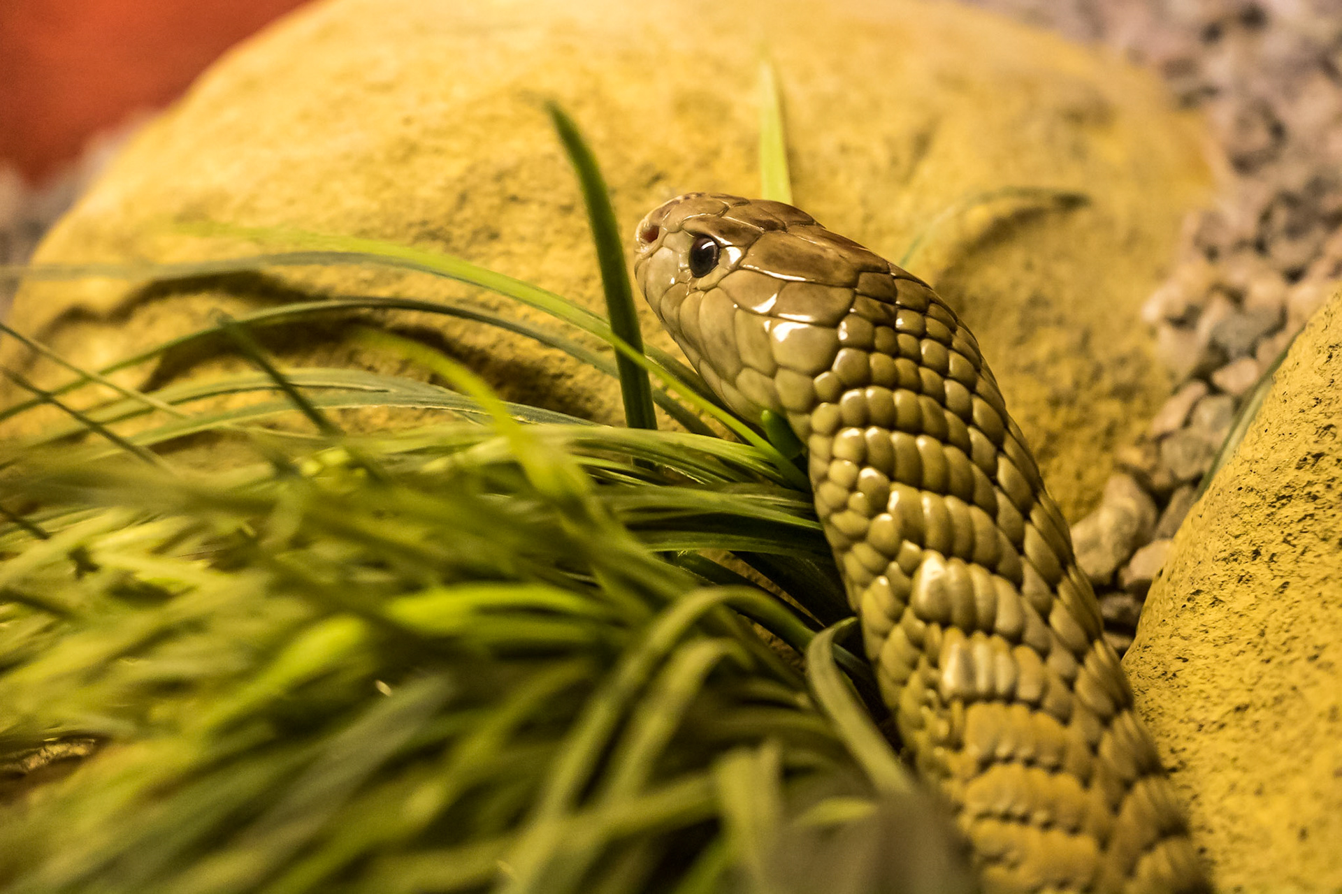Snouted Cobra